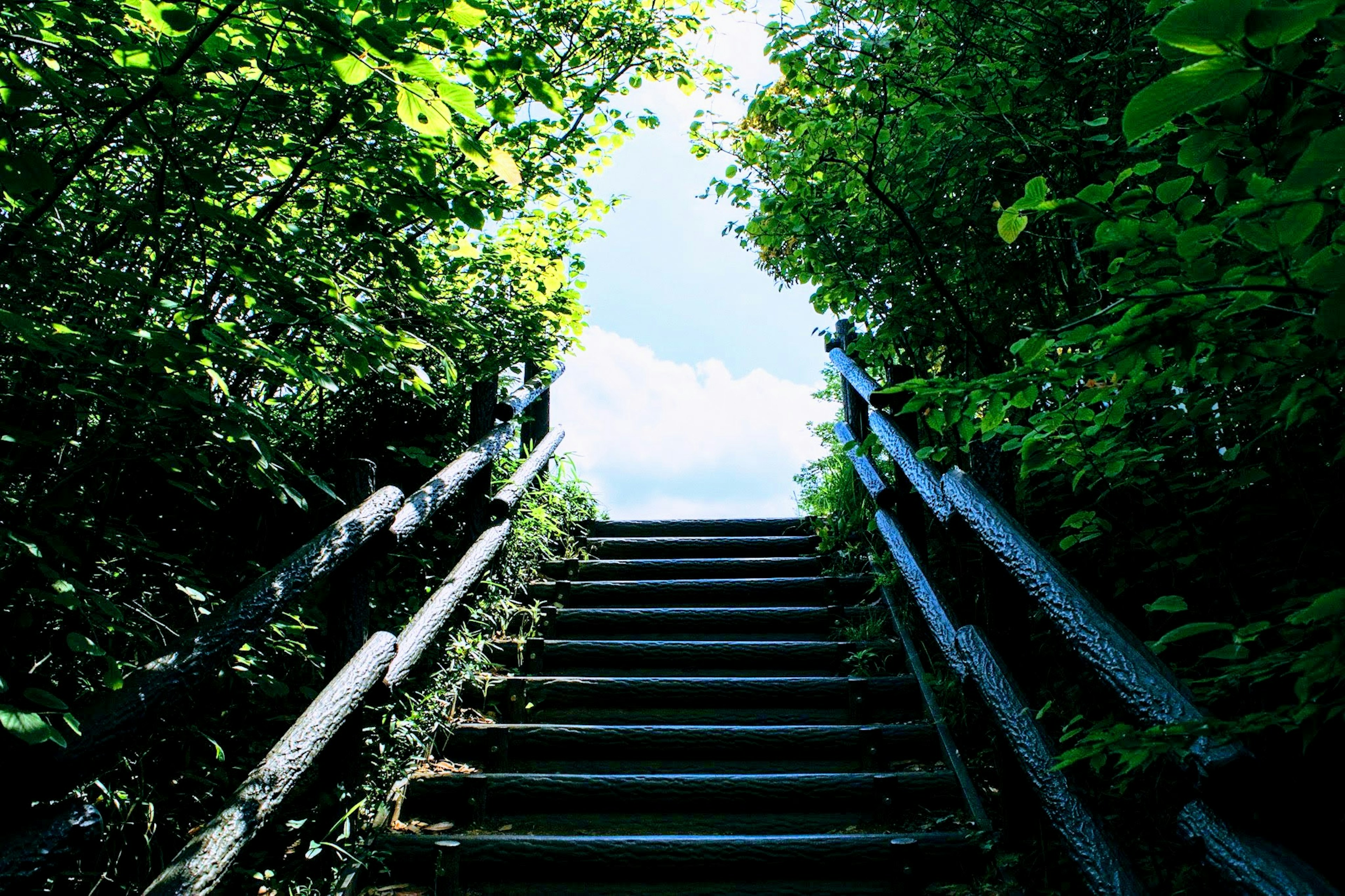 Escaliers entourés de verdure menant à un ciel bleu clair