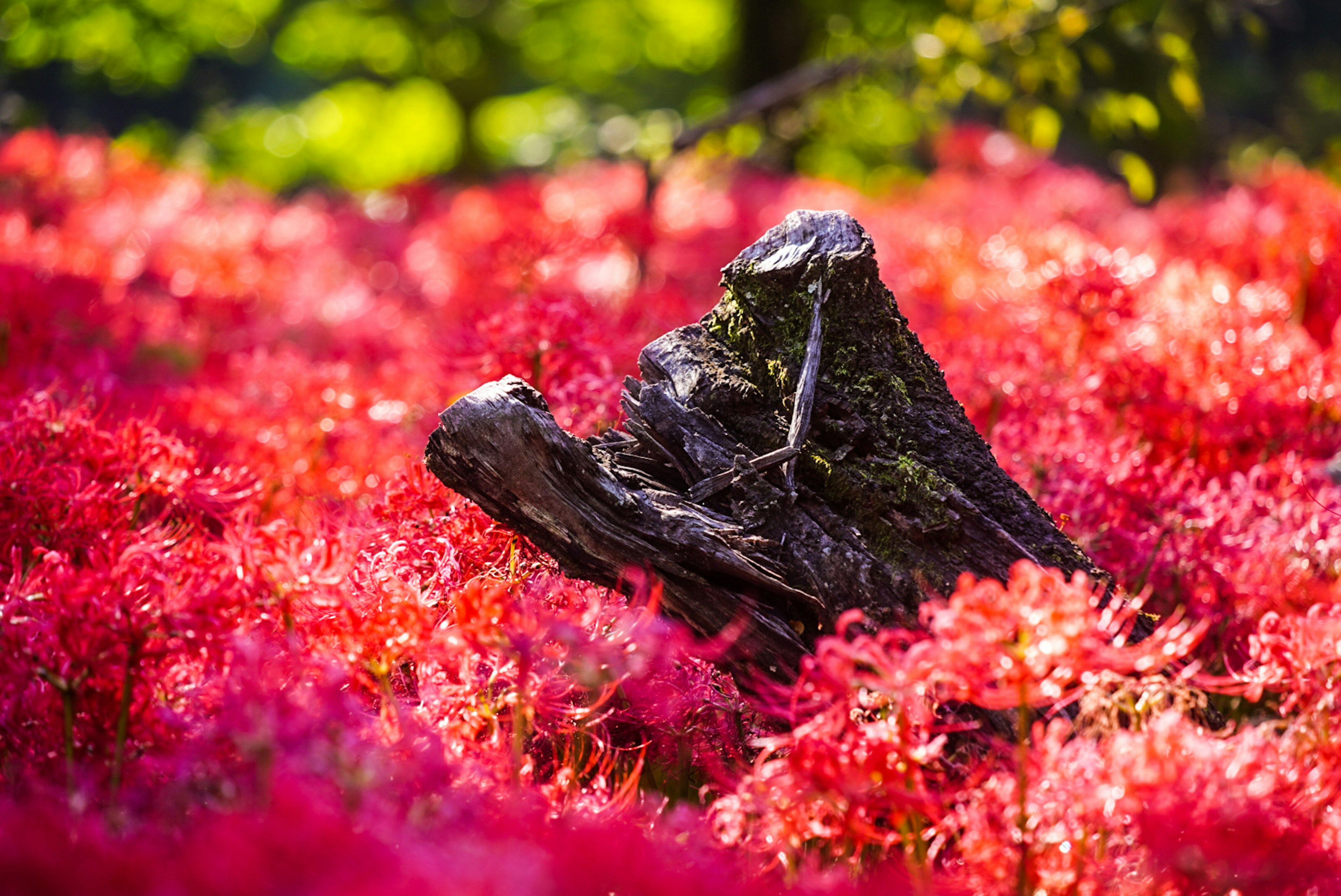 Un paisaje con un tocón de árbol rodeado de flores rojas vibrantes