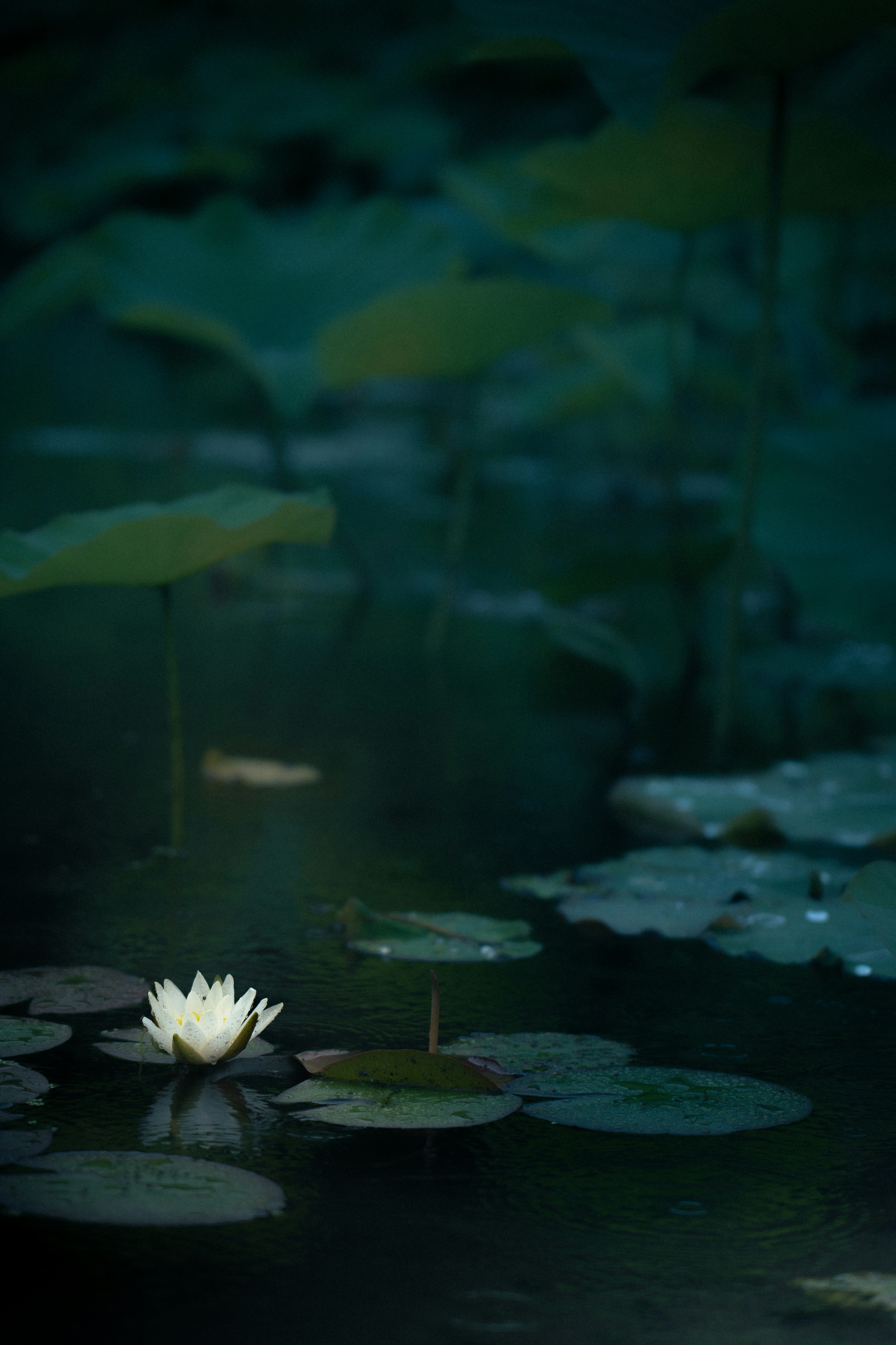 一幅宁静的水景，白色睡莲漂浮在水面上，周围是绿色的叶子