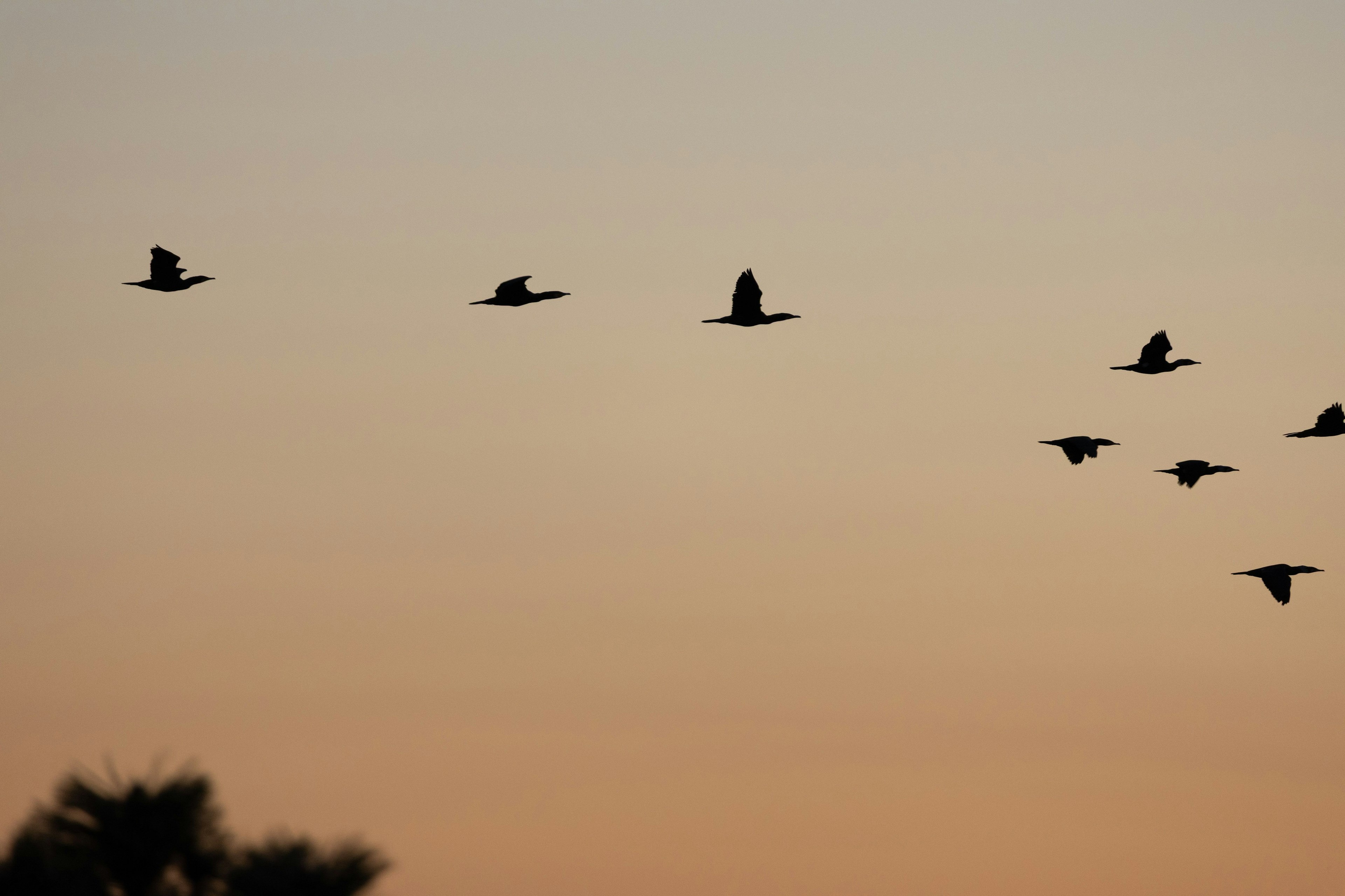 夕焼けの空を飛ぶ鳥の群れが映るシルエット