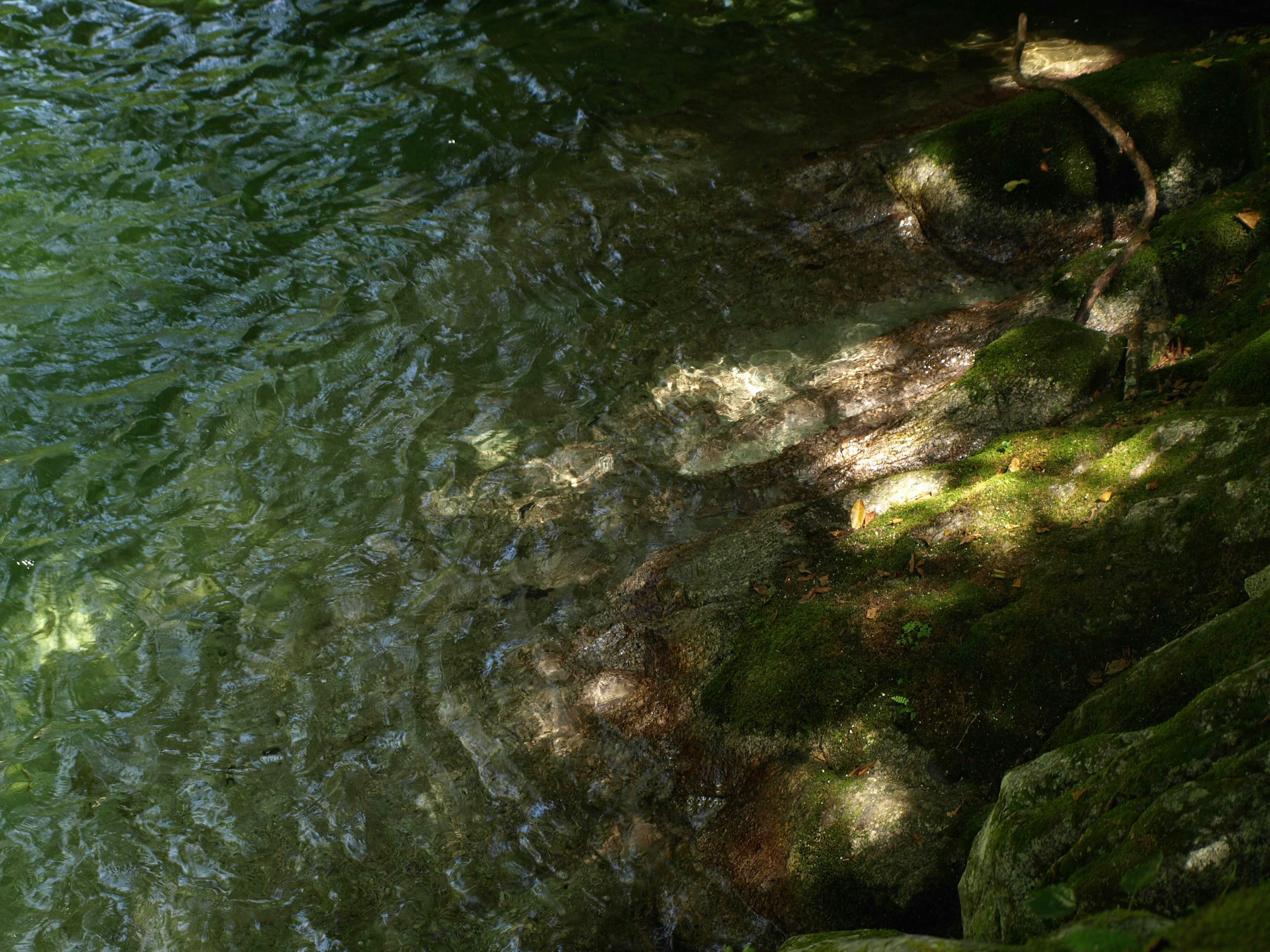 Superficie d'acqua serena che riflette la luce con muschio verde