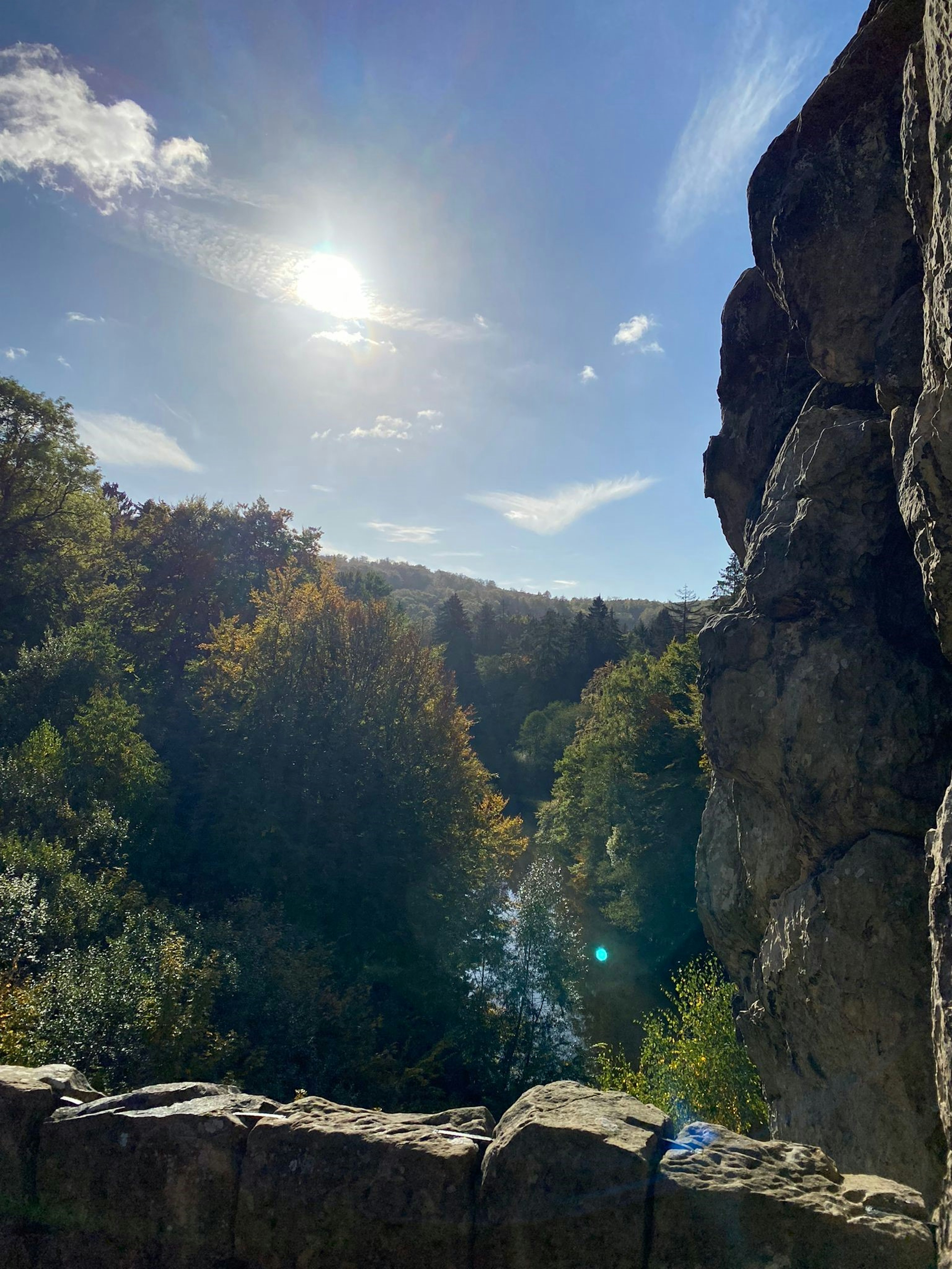 Heller Wald mit Sonnenlicht und Bäumen