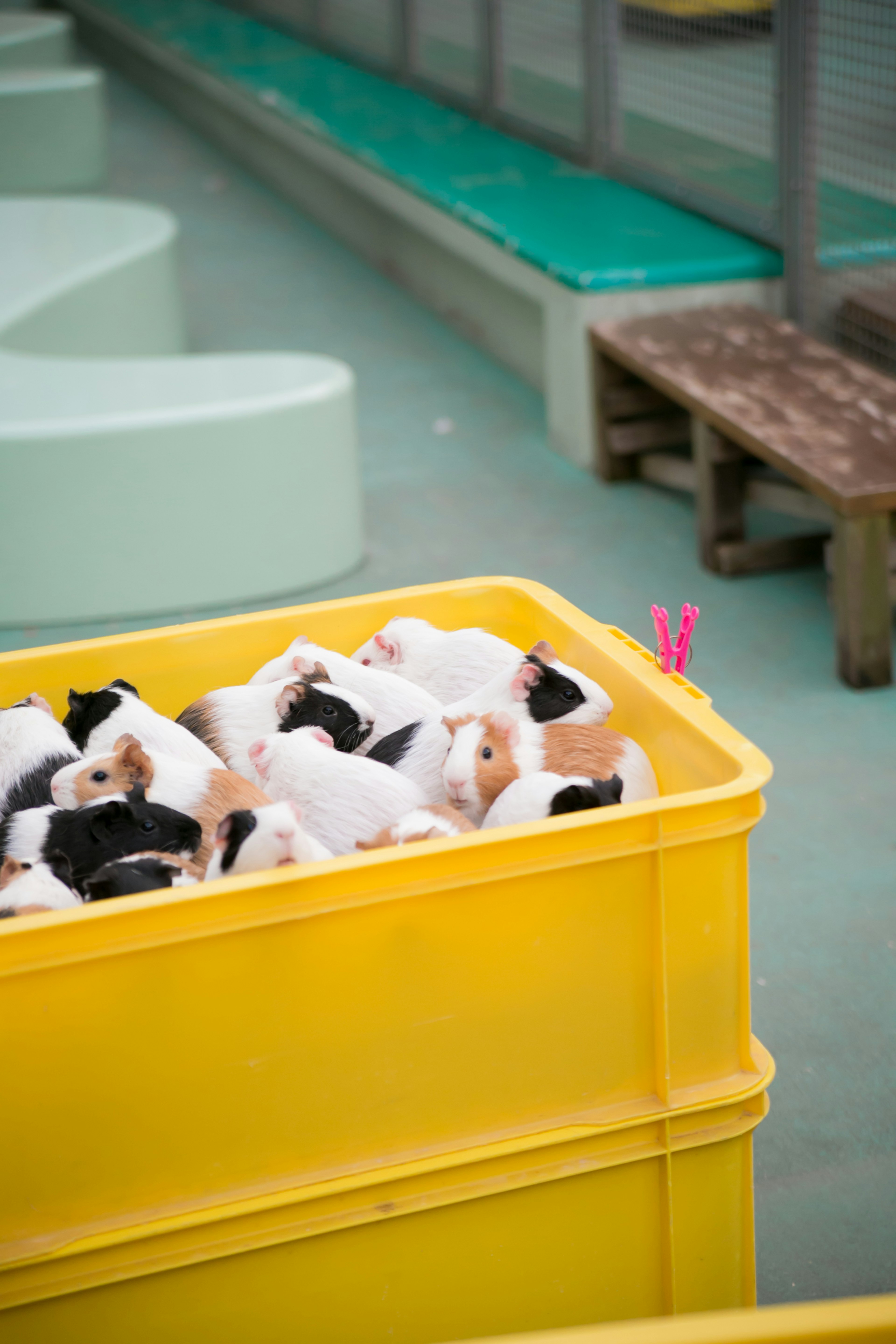 黄色の箱に詰まった小さな動物たちの群れ