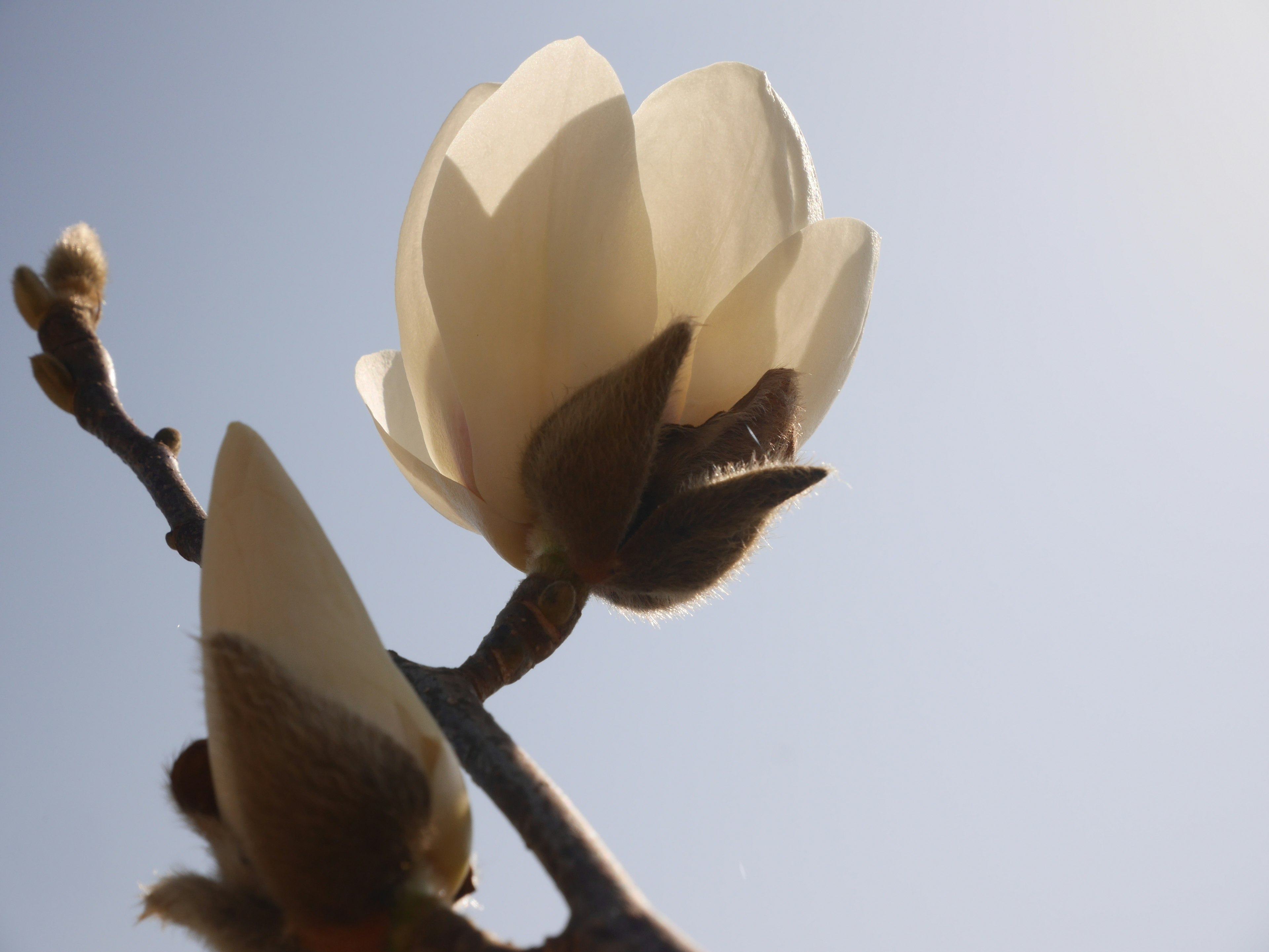 Weiße Magnolienblüten blühen vor einem blauen Himmel