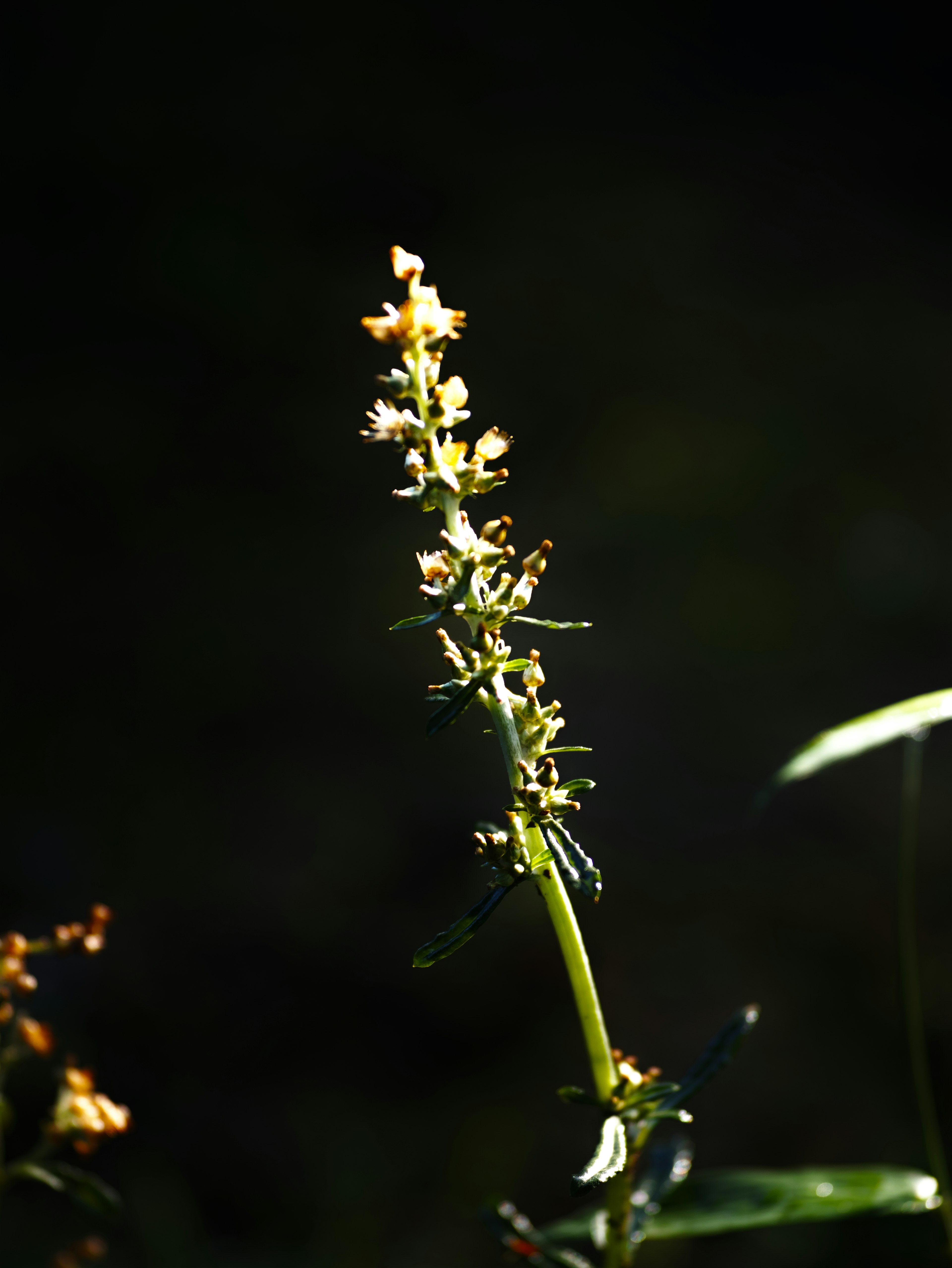 A small flower spike standing against a dark background