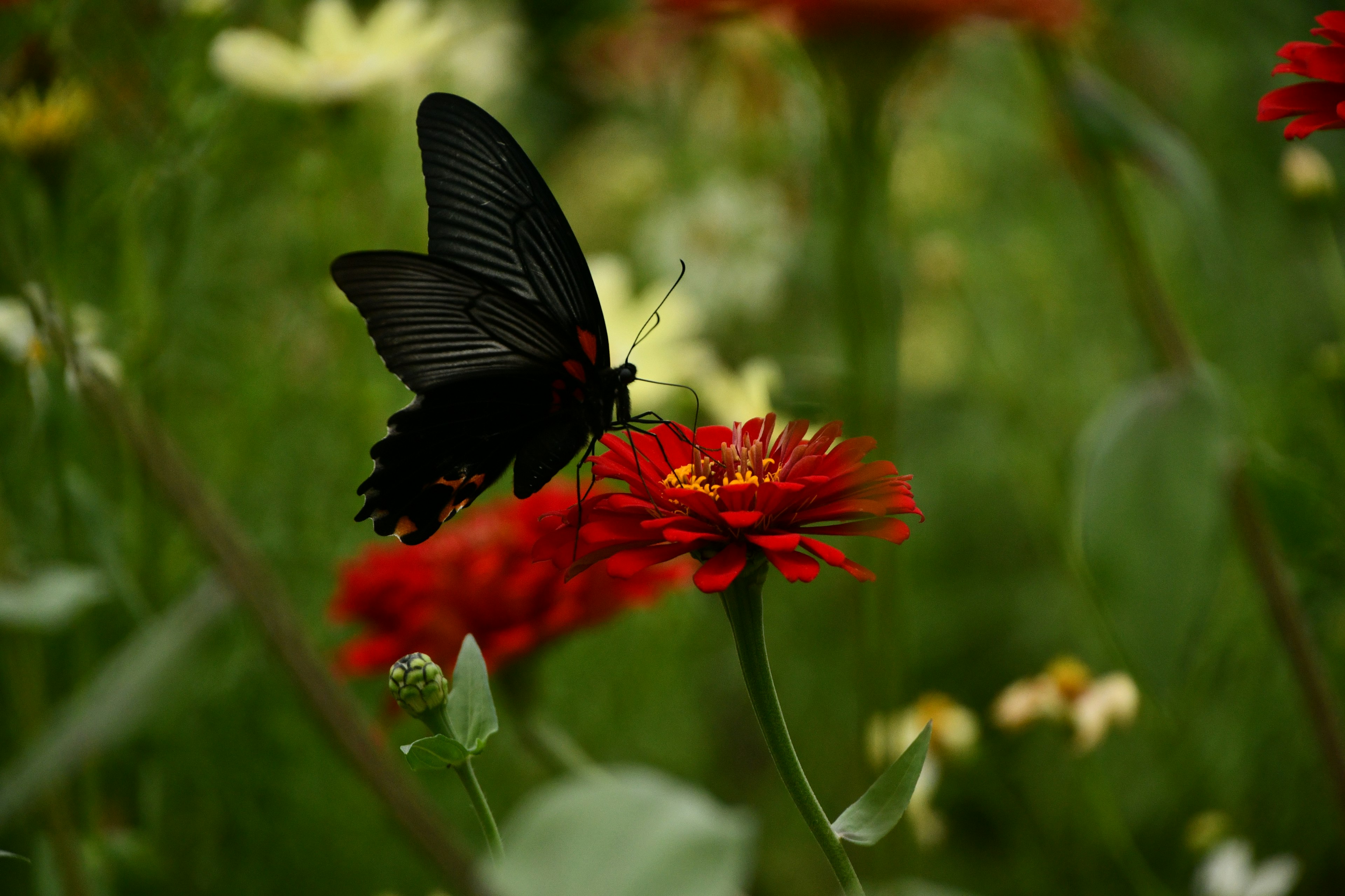 A black butterfly perched on a red flower in a lush garden