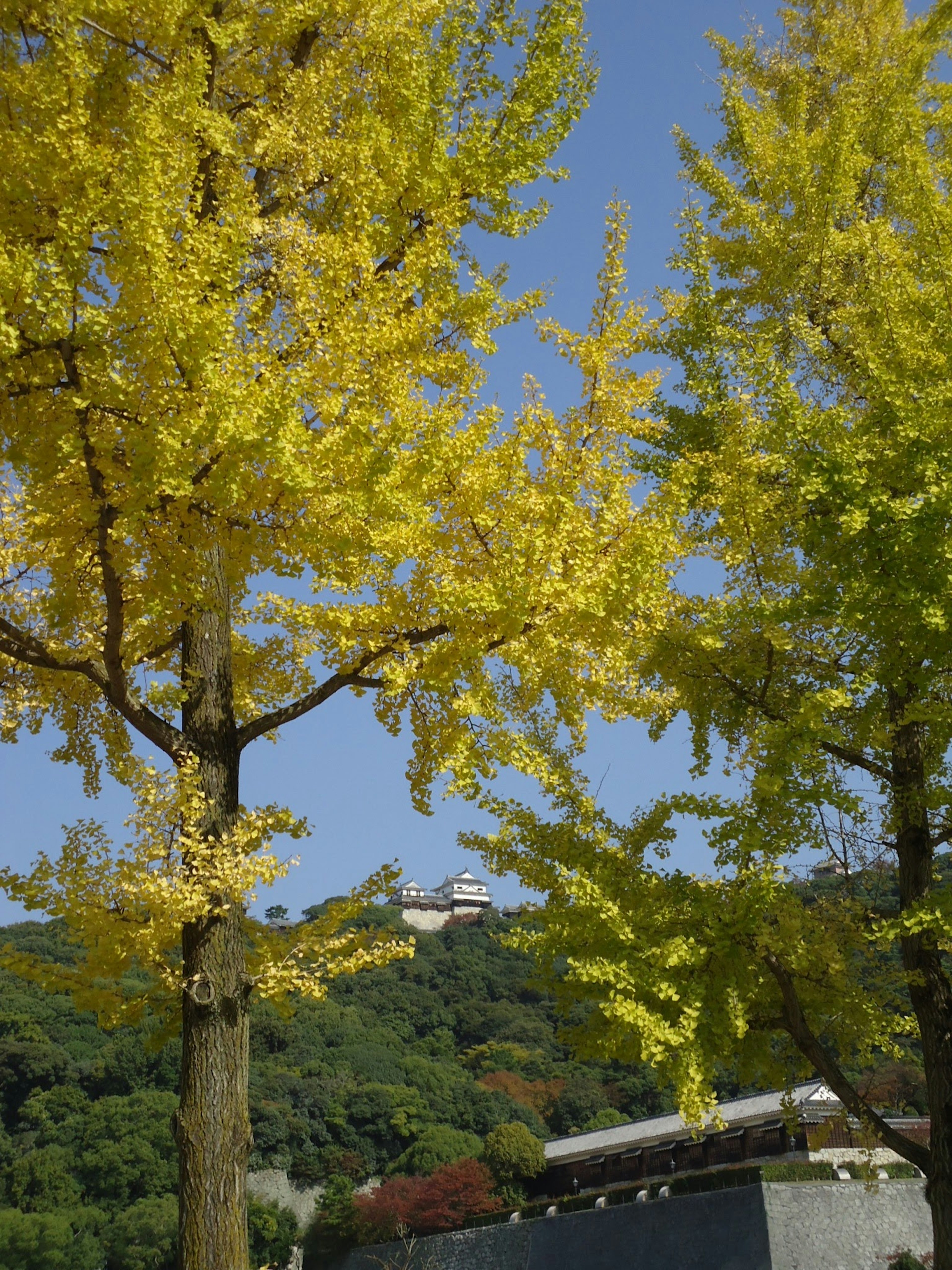 Herbstszene mit gelben Ginkgo-Bäumen vor blauem Himmel