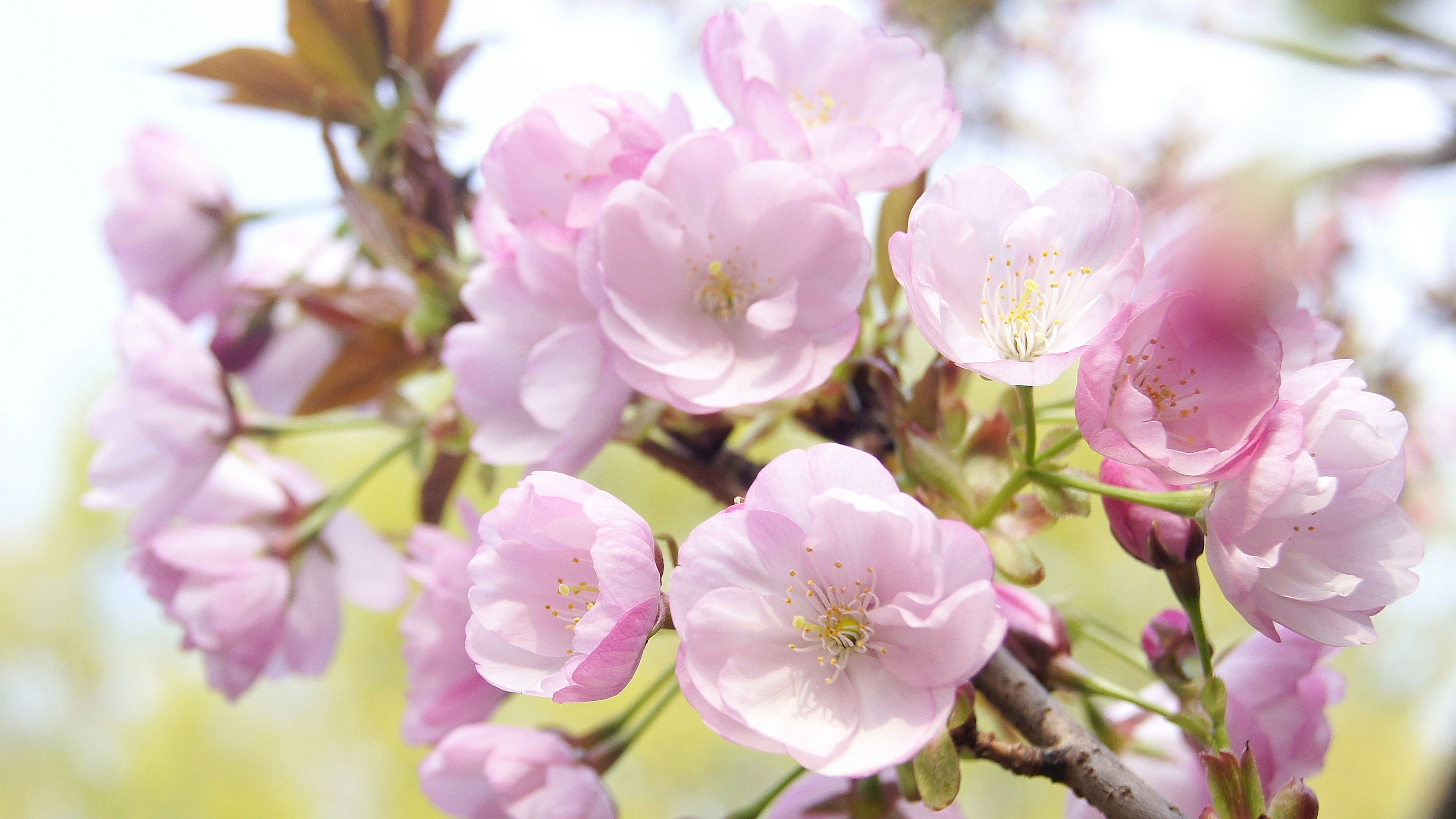 桜の花が咲いている枝のクローズアップ