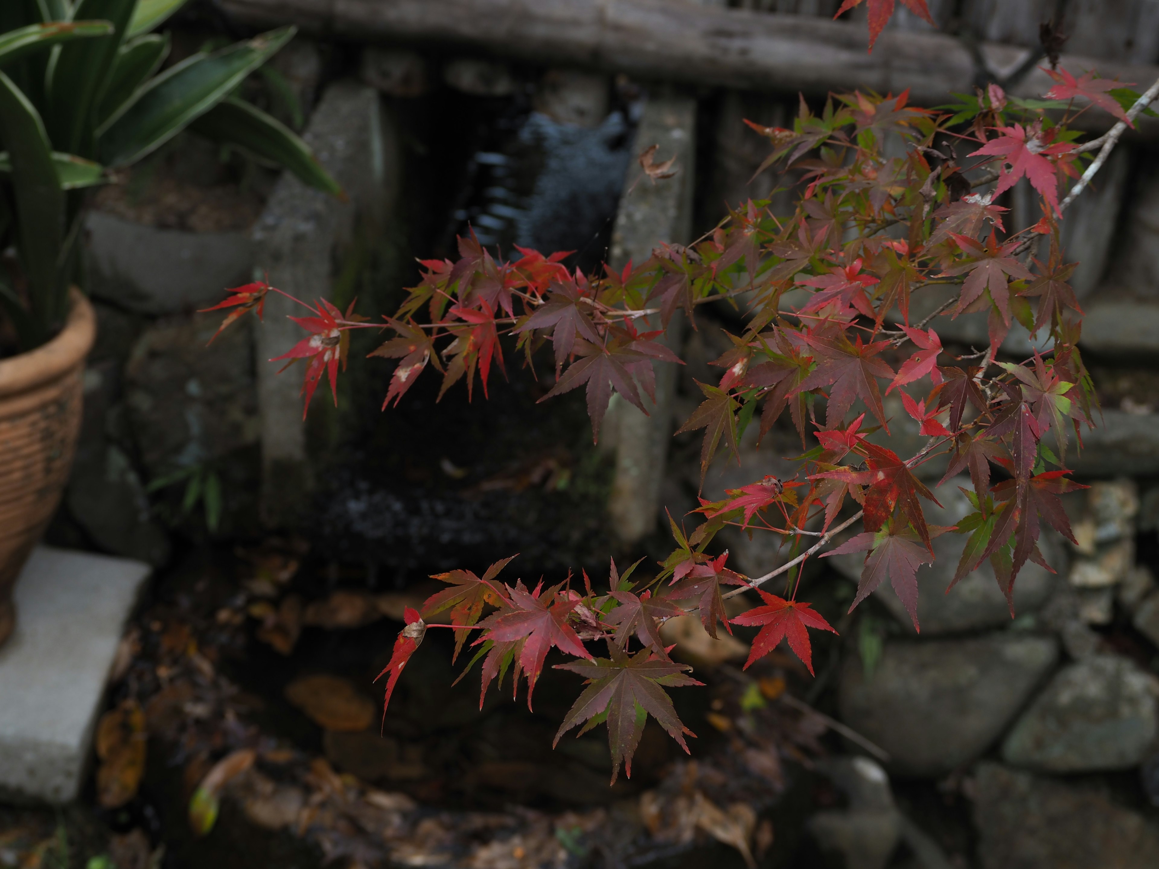 Cabang daun maple merah dengan air terjun kecil di latar belakang