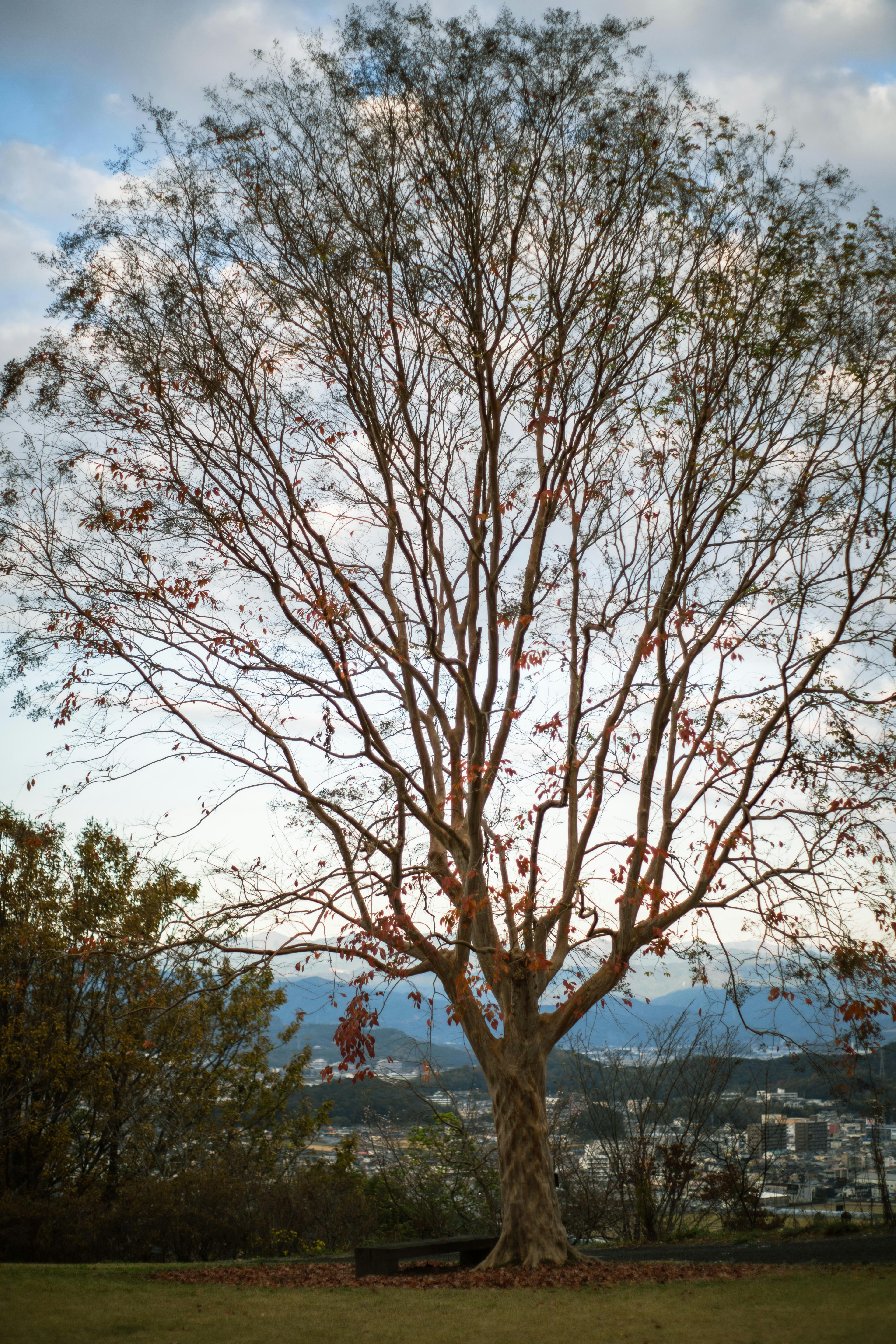 Árbol sin hojas al atardecer invernal con montañas de fondo