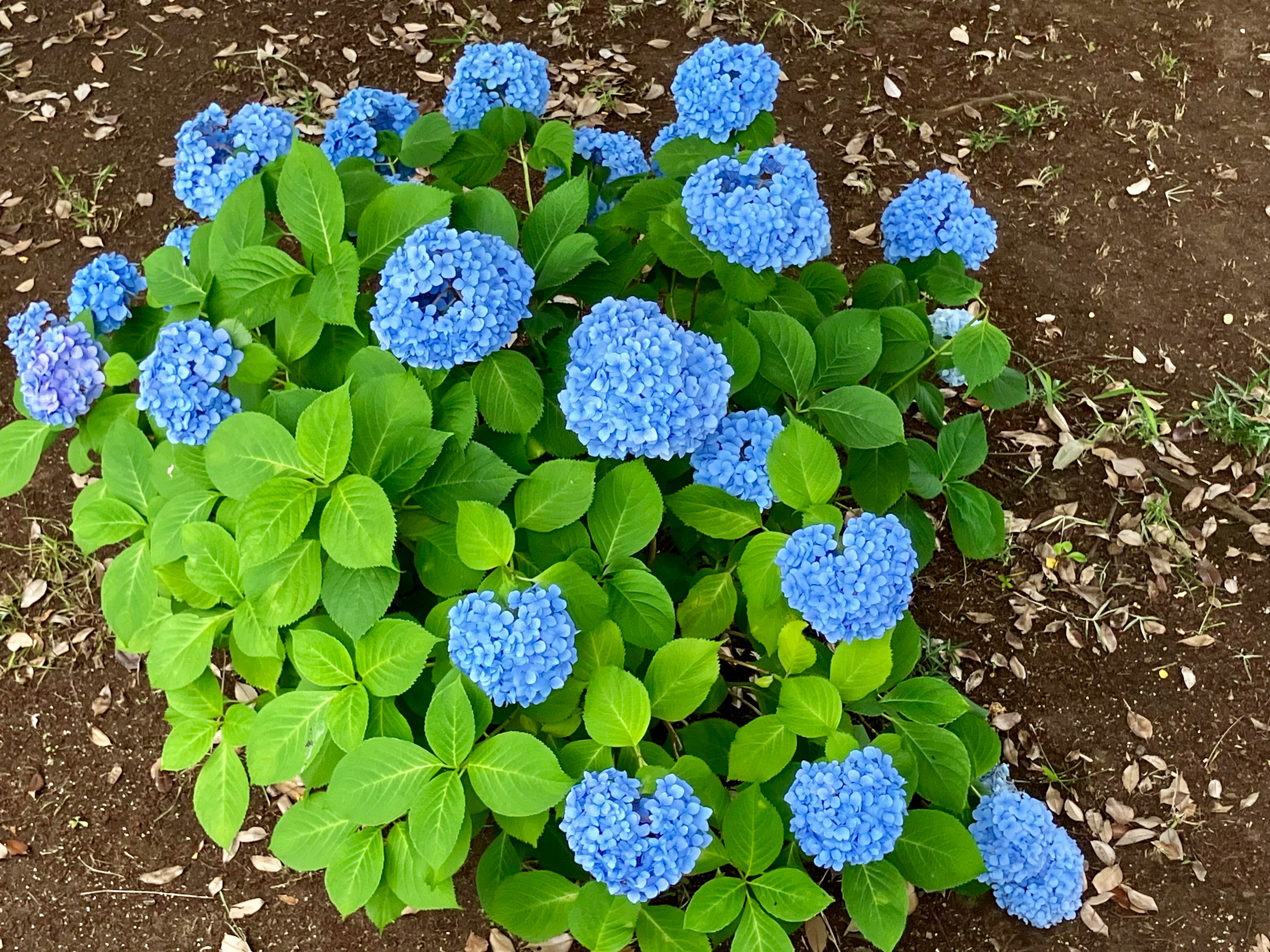 青いアジサイの花が咲いている緑の葉の植物