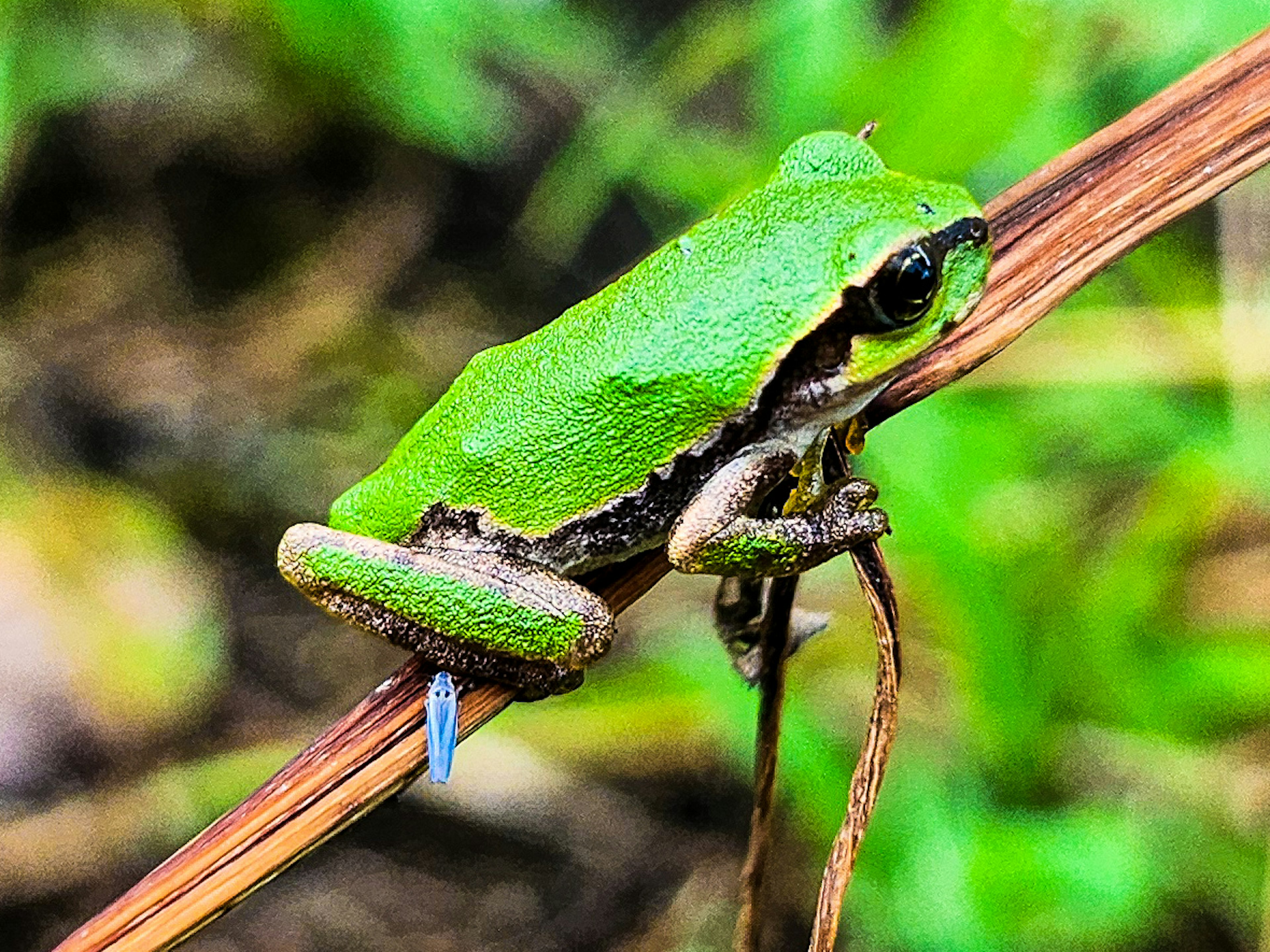 Une grenouille verte perchée sur une brindille