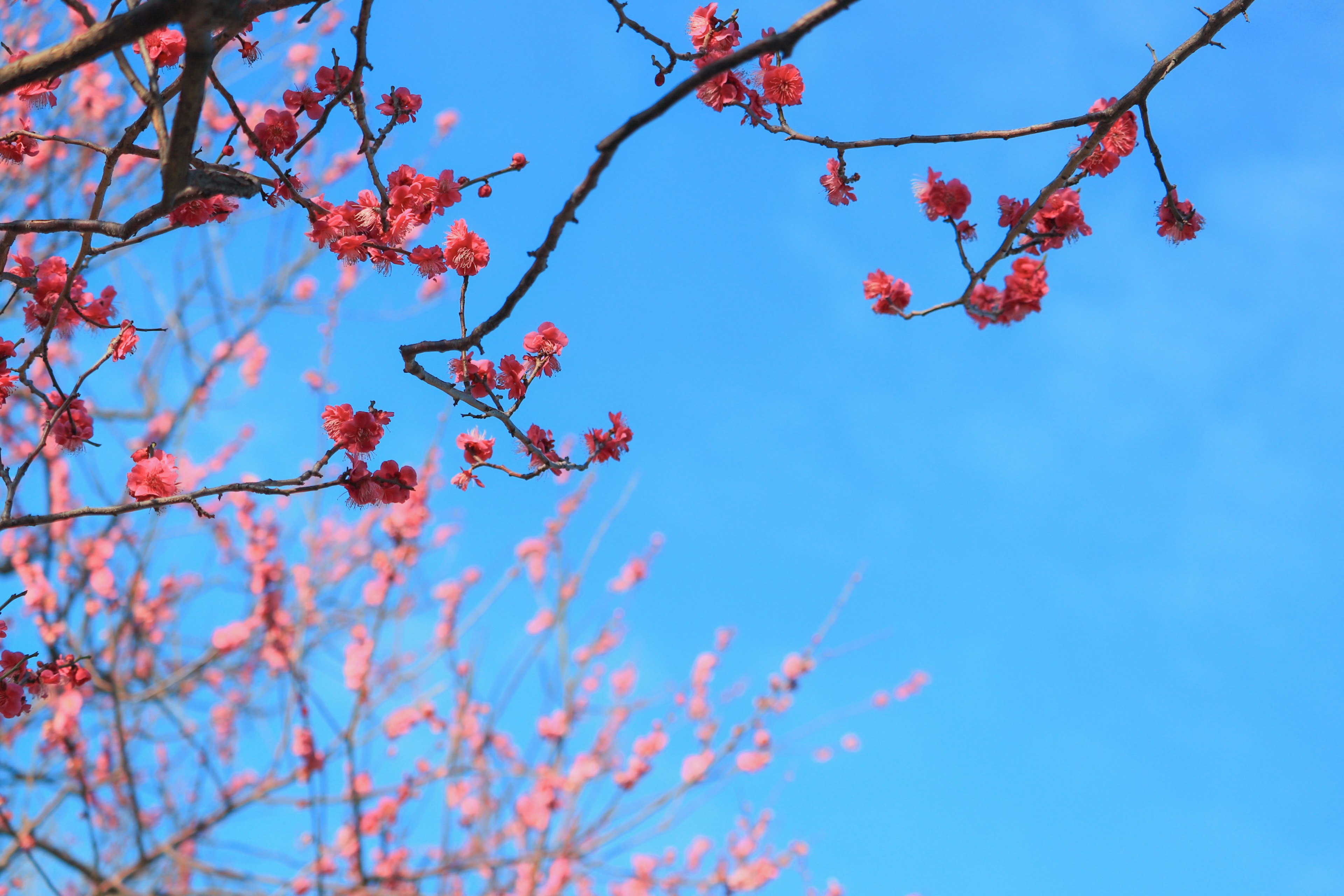 Rami di ciliegio con fiori rosa contro un cielo blu