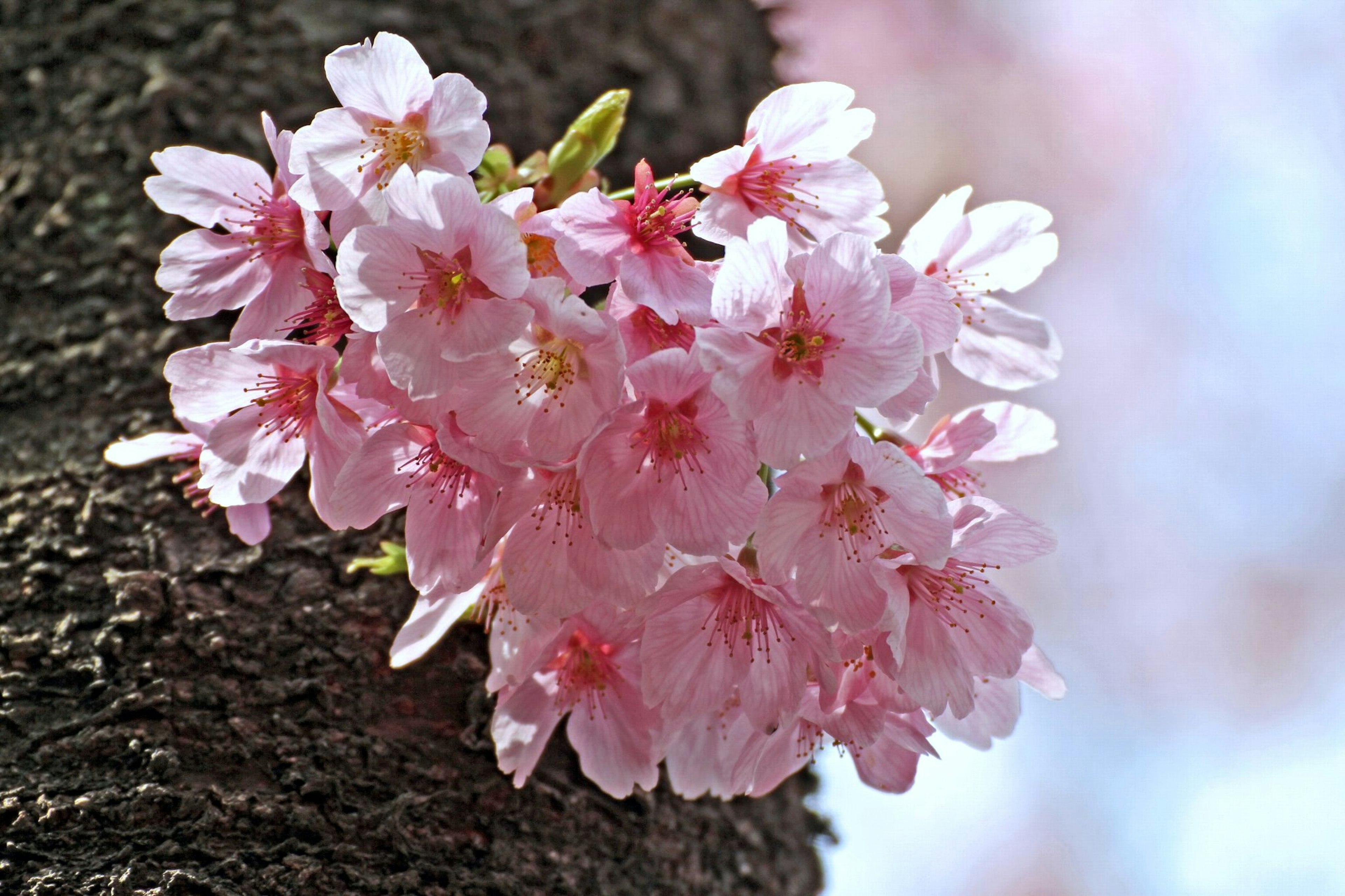 Fiori di ciliegio che sbocciano su un tronco d'albero