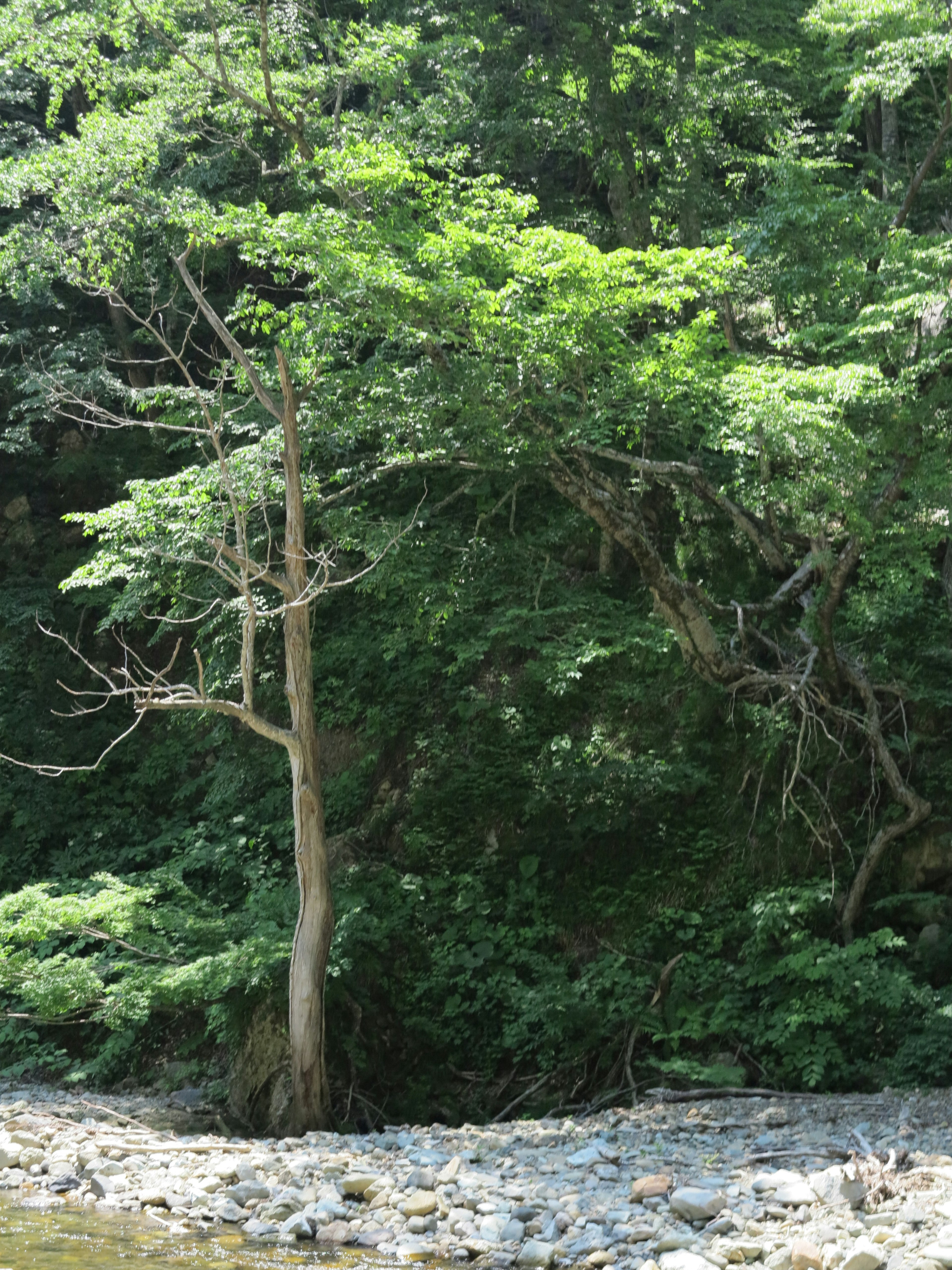 Sebuah pohon tunggal yang berdiri di hutan hijau lebat