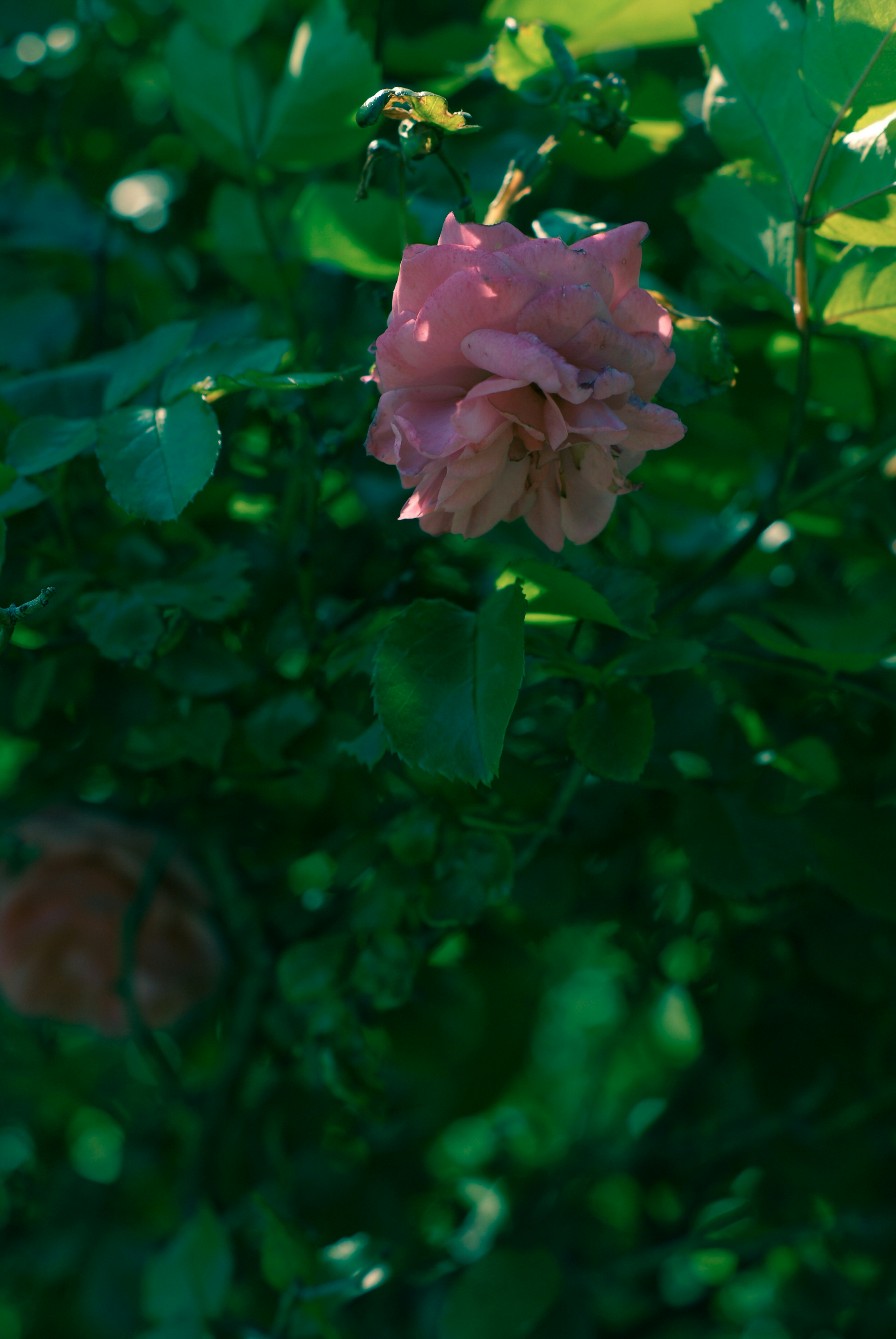 Una rosa rosa che fiorisce tra le foglie verdi