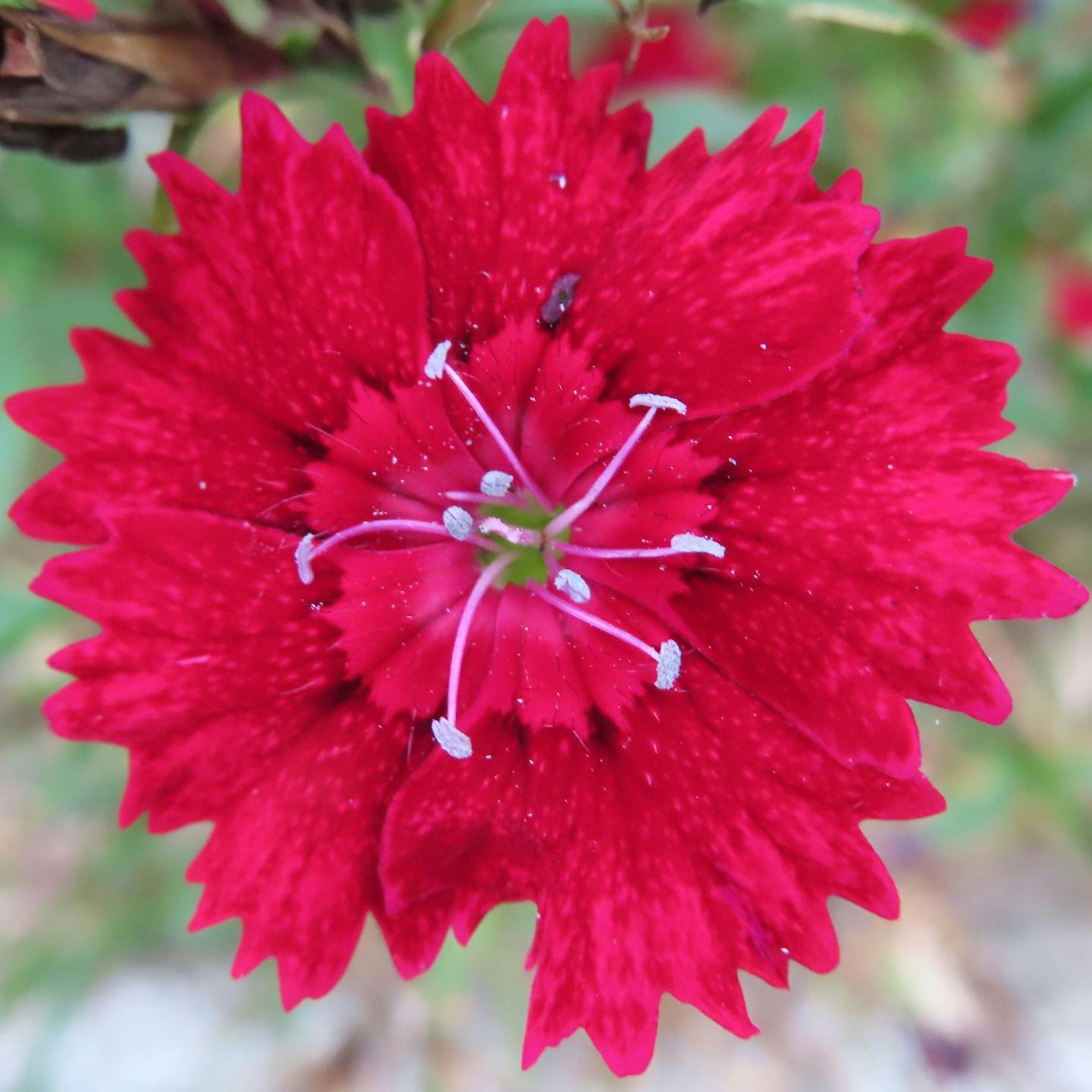 鲜艳红花的特写，复杂的花瓣和白色雄蕊