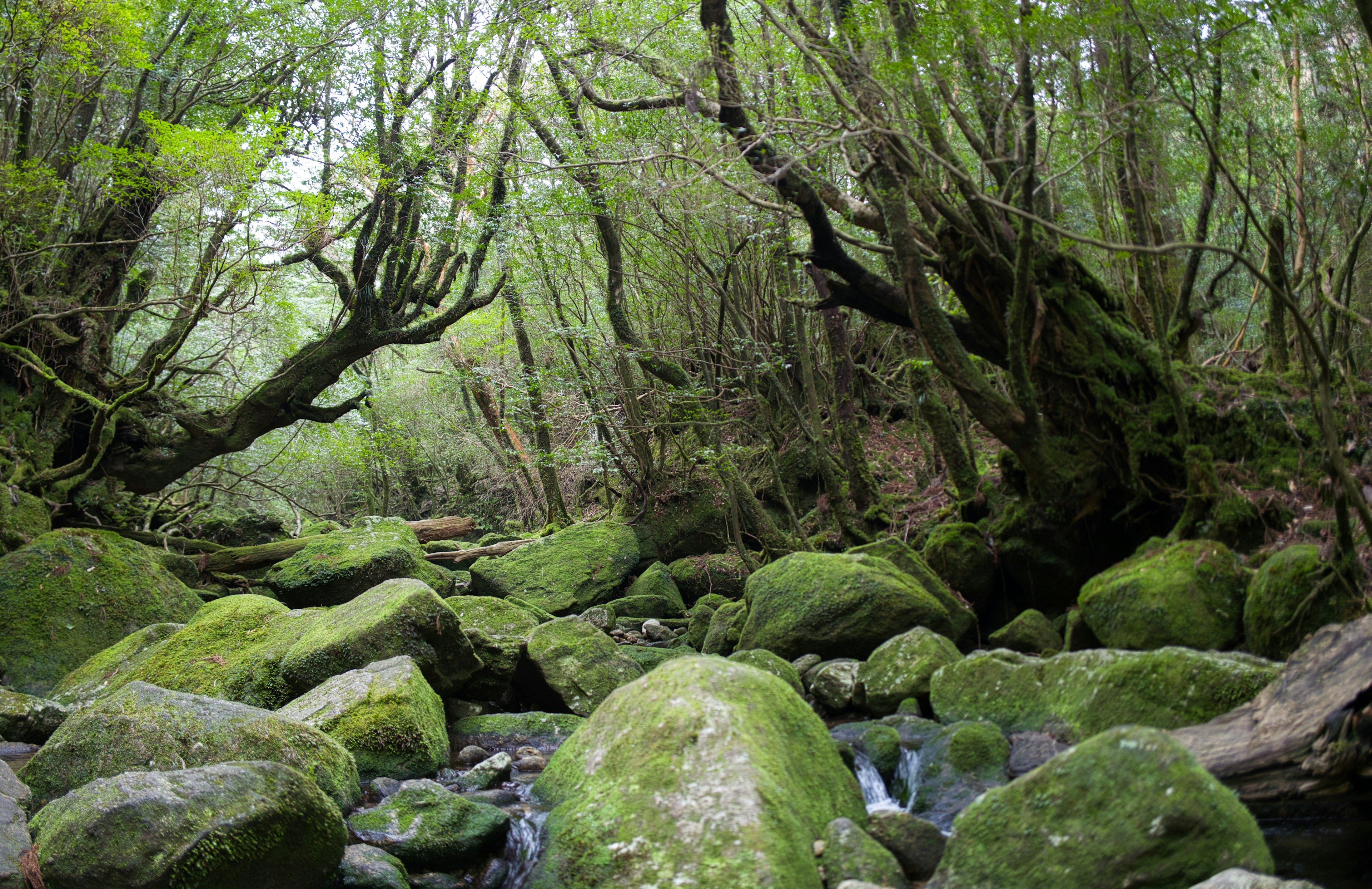 Vista escénica de un bosque frondoso con rocas cubiertas de musgo y un arroyo