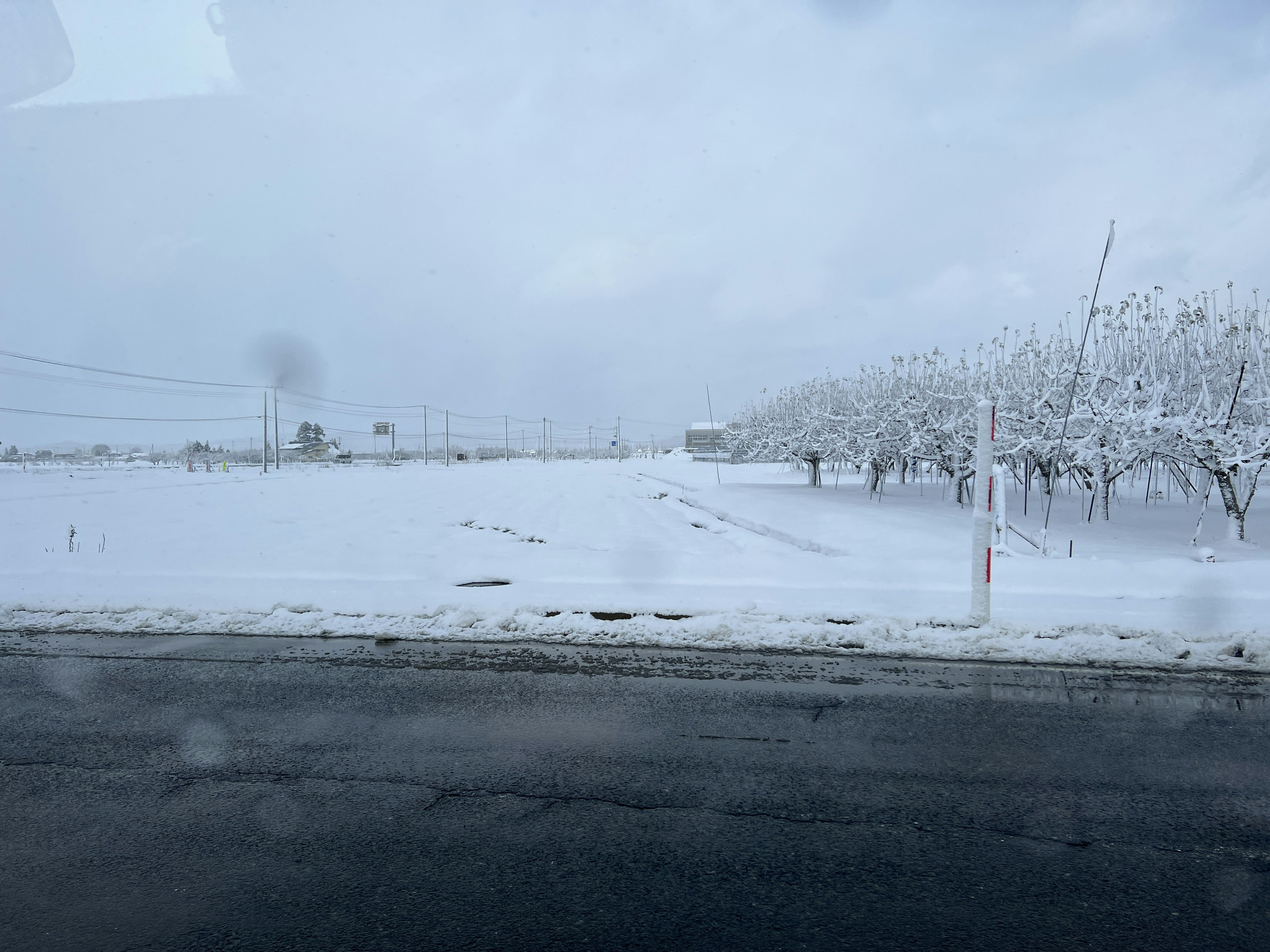 Winter landscape with snow-covered ground and white trees