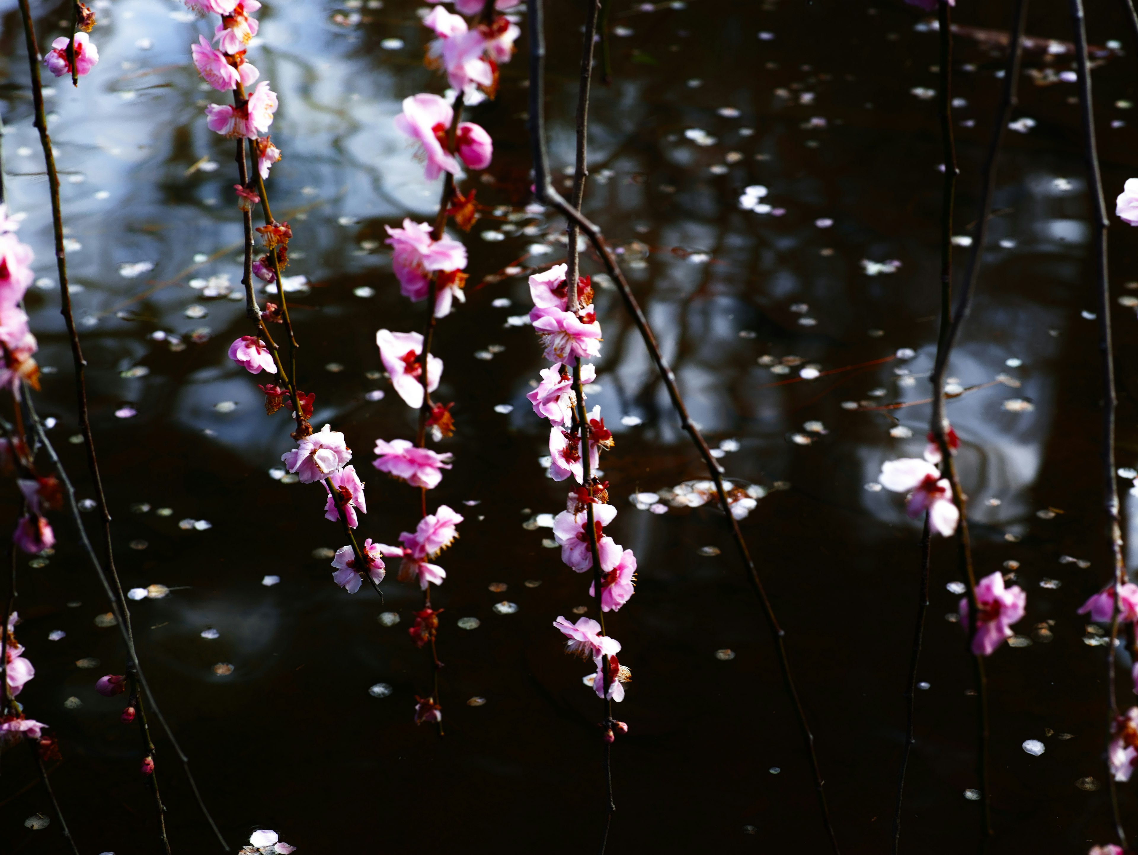 櫻花花瓣和枝條漂浮在水面上