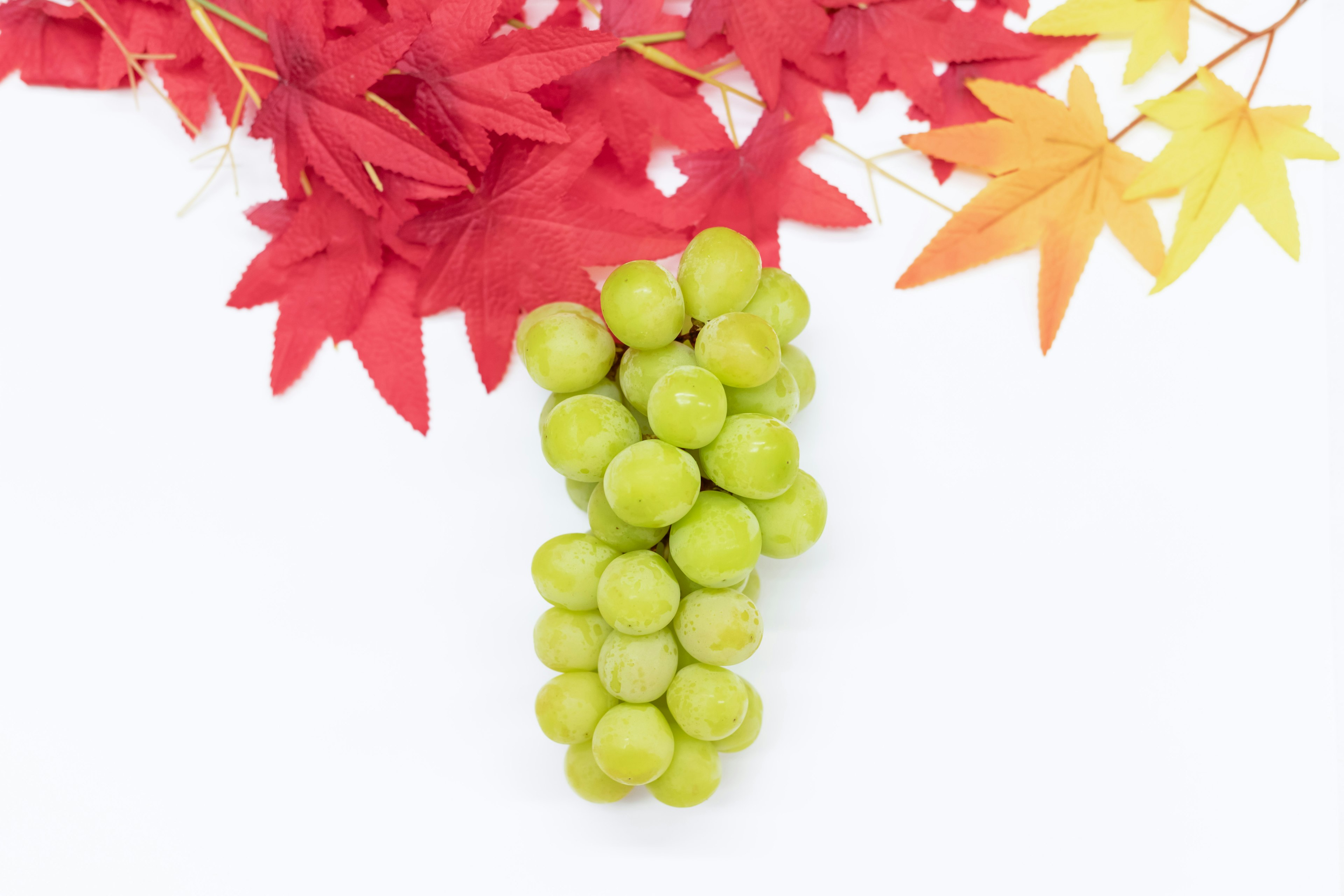 Une grappe de raisins verts sous des feuilles d'érable rouges sur un fond blanc