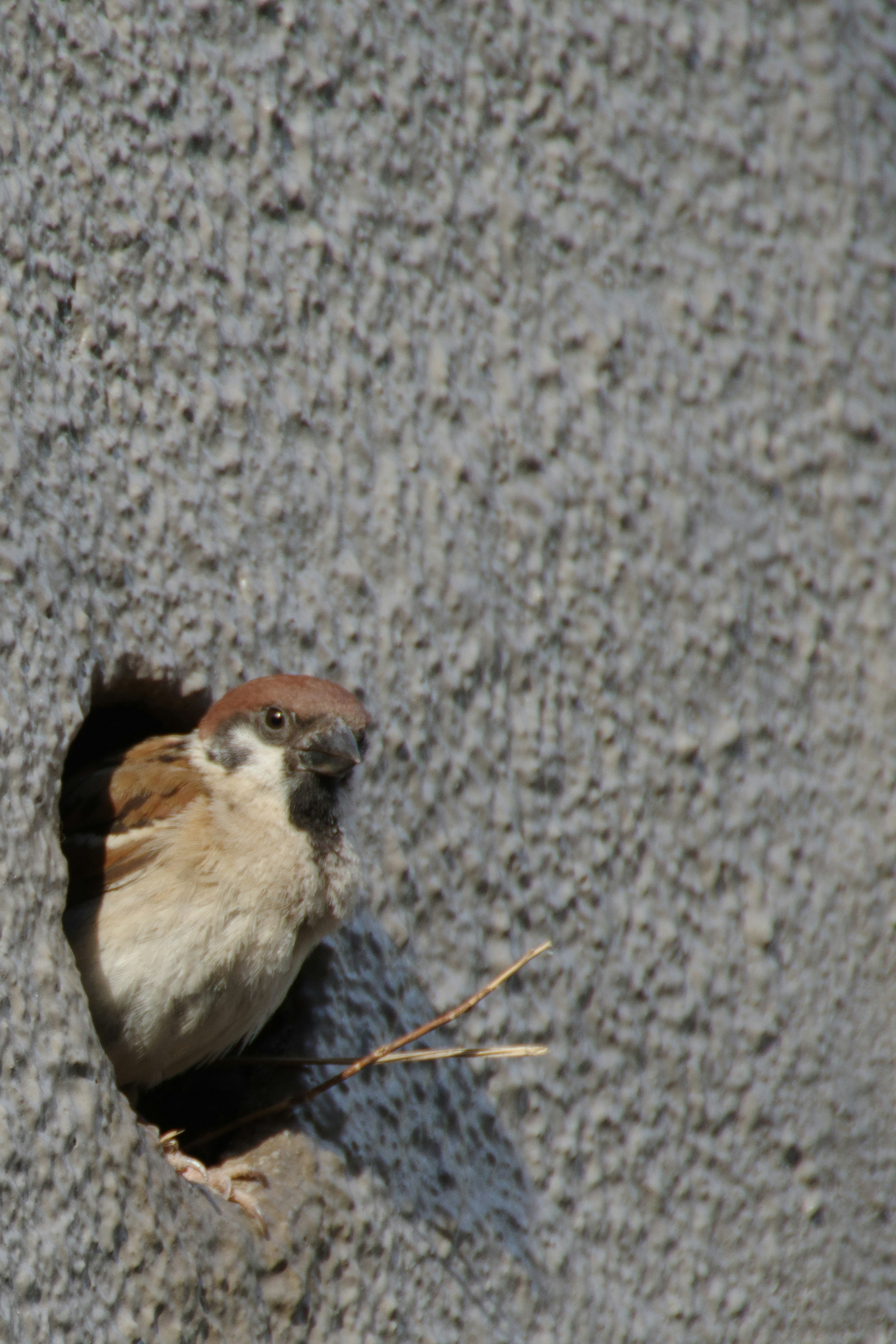 A small bird peeking out from a hole in a wall