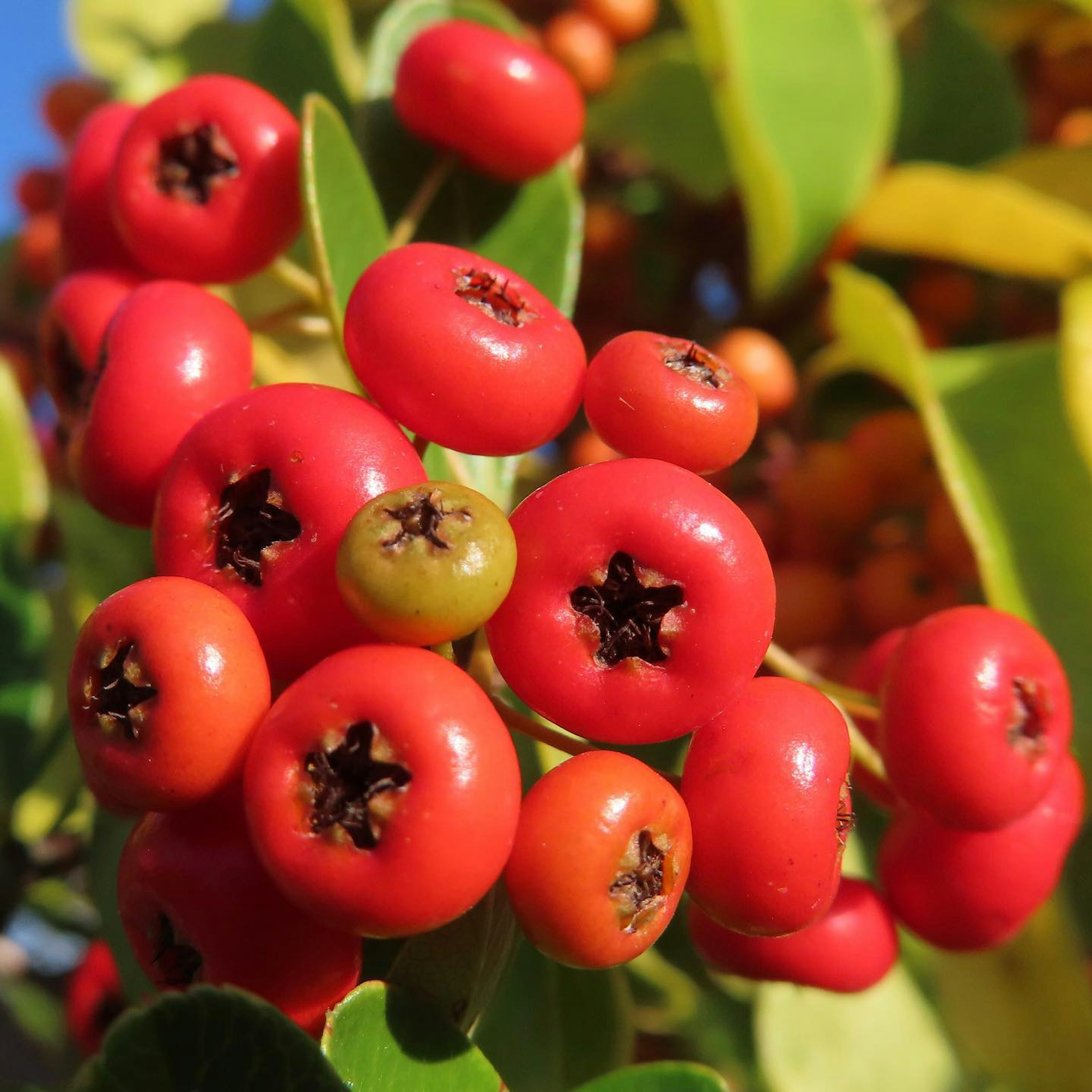 Baies rouges vives regroupées avec des feuilles vertes