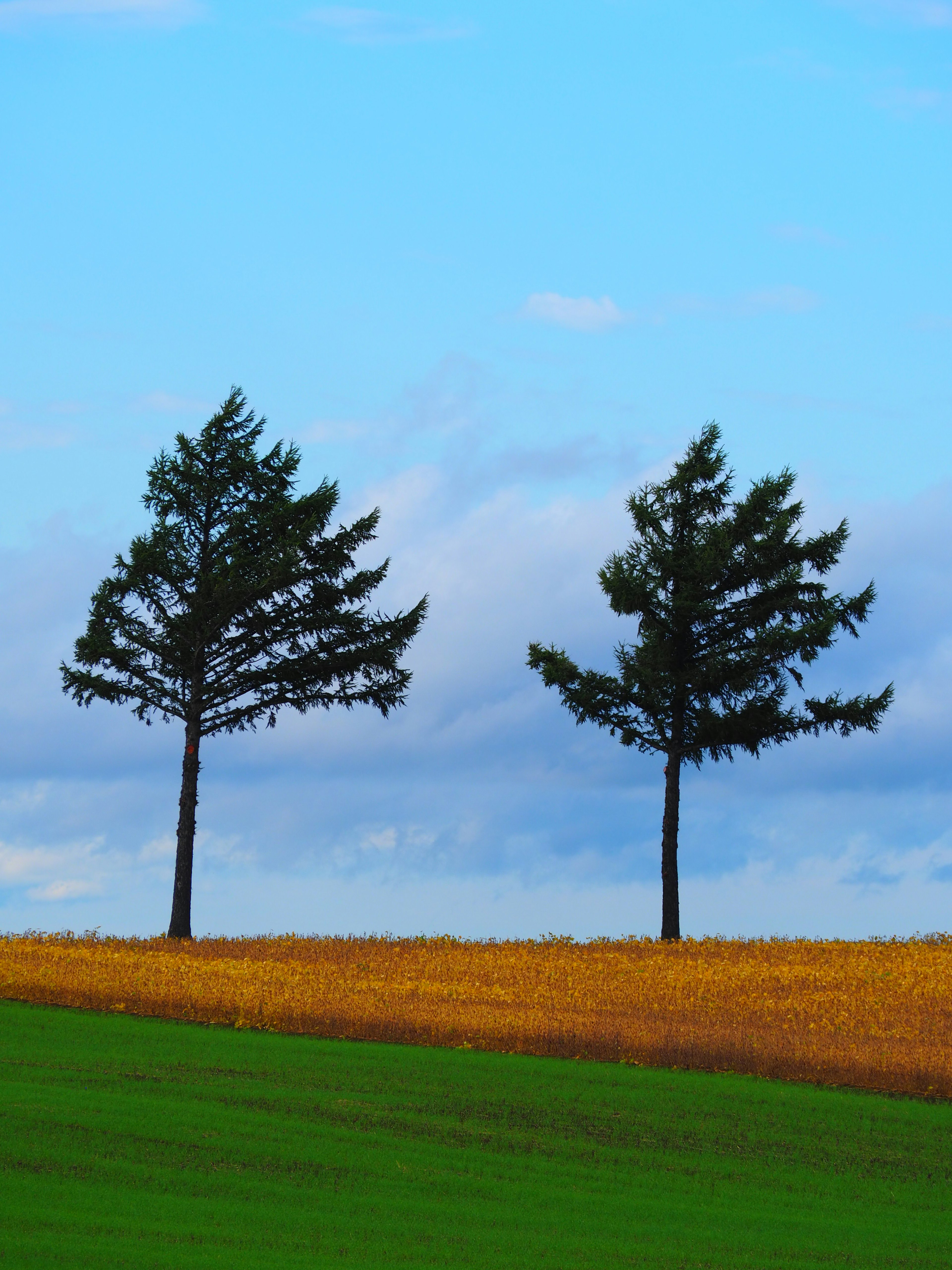 Two trees standing under a blue sky with clouds and a field of golden crops