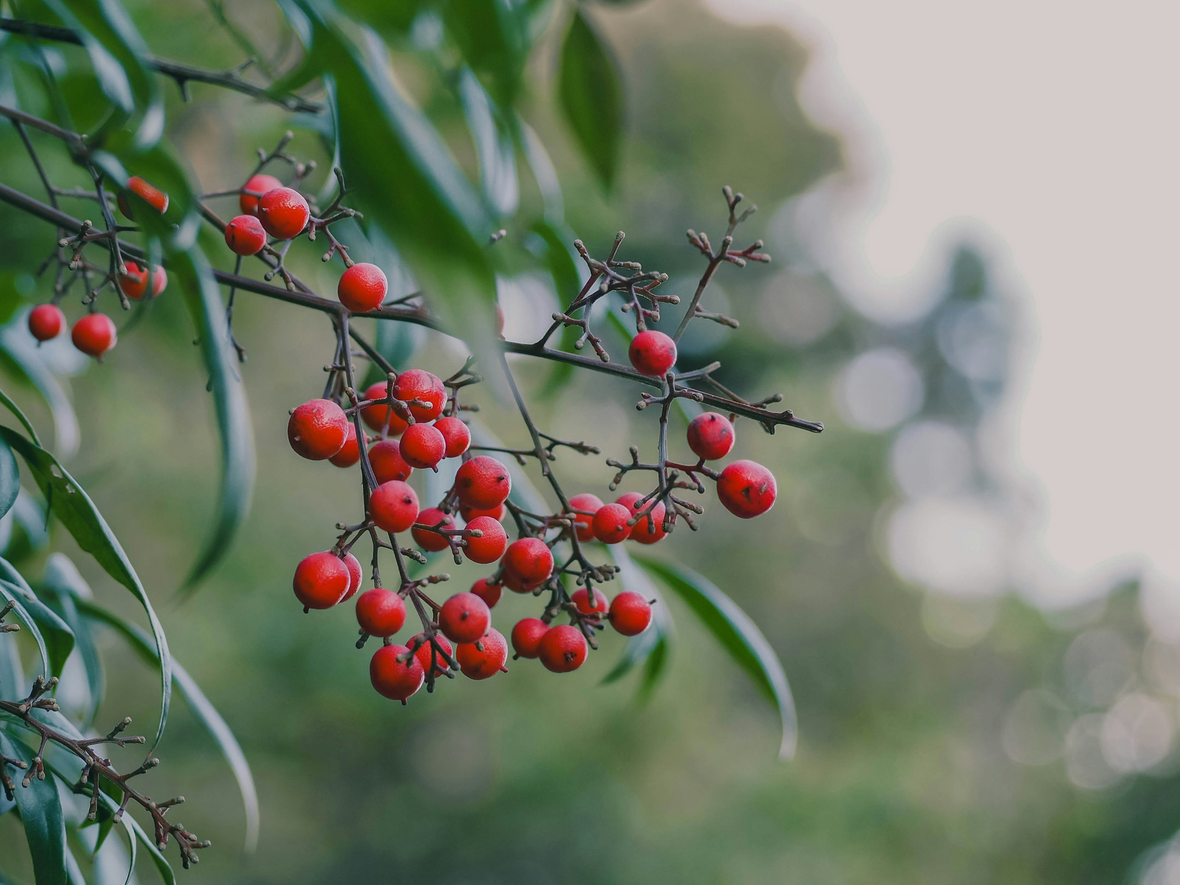 Primo piano di un ramo con bacche rosse su uno sfondo verde sfocato