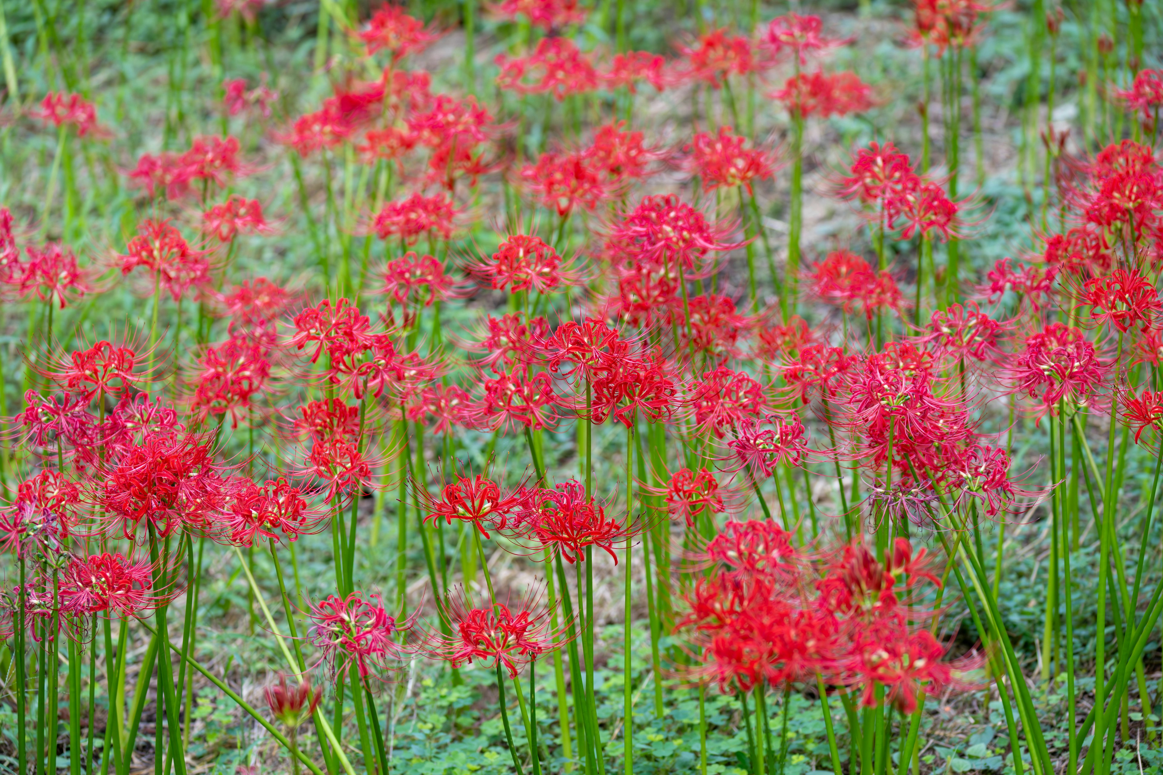 Un campo di vivaci gigli ragno rossi in fiore