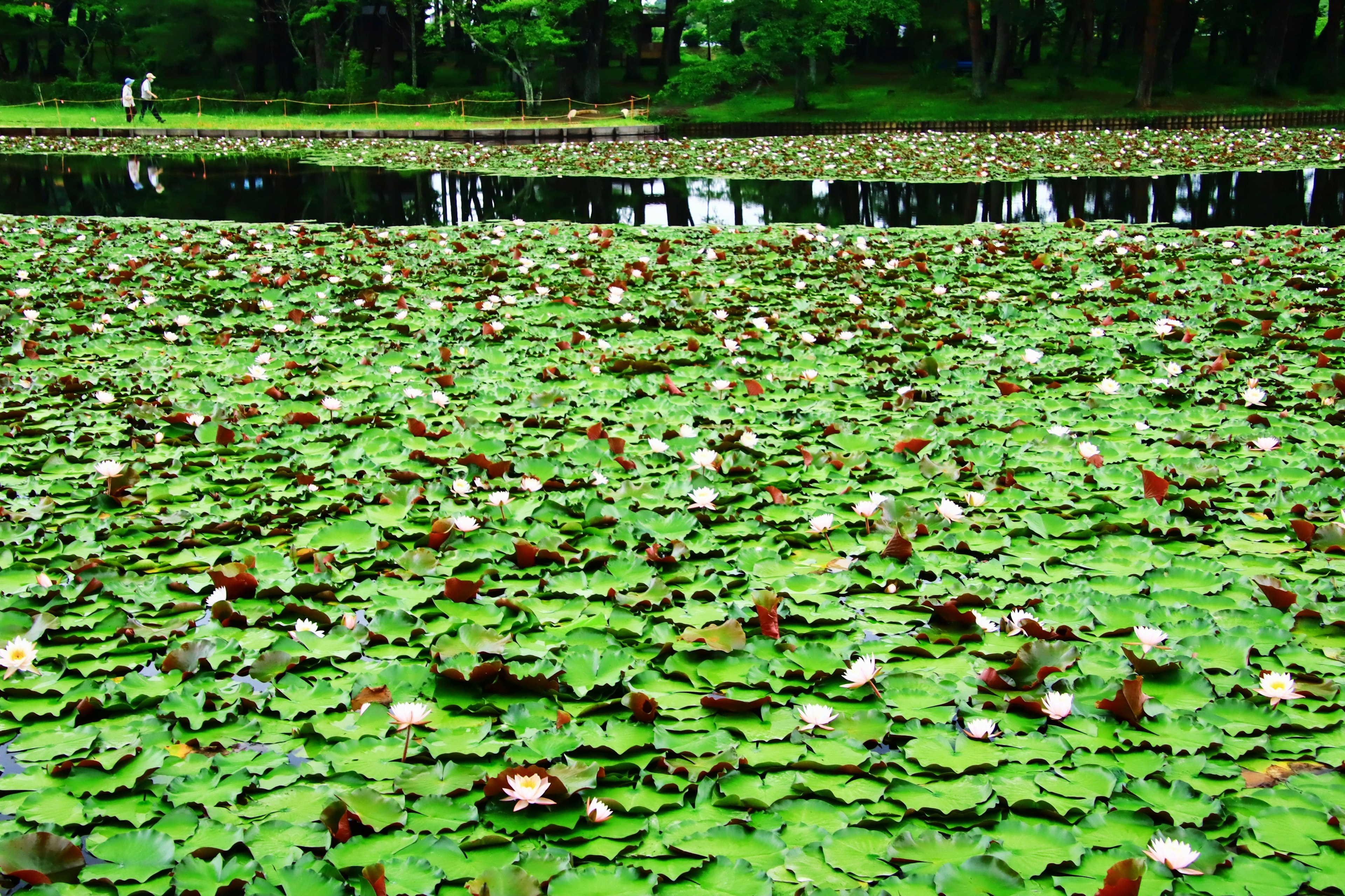 Üppiger grüner Teich bedeckt mit Seerosenblättern und blühenden weißen Blumen