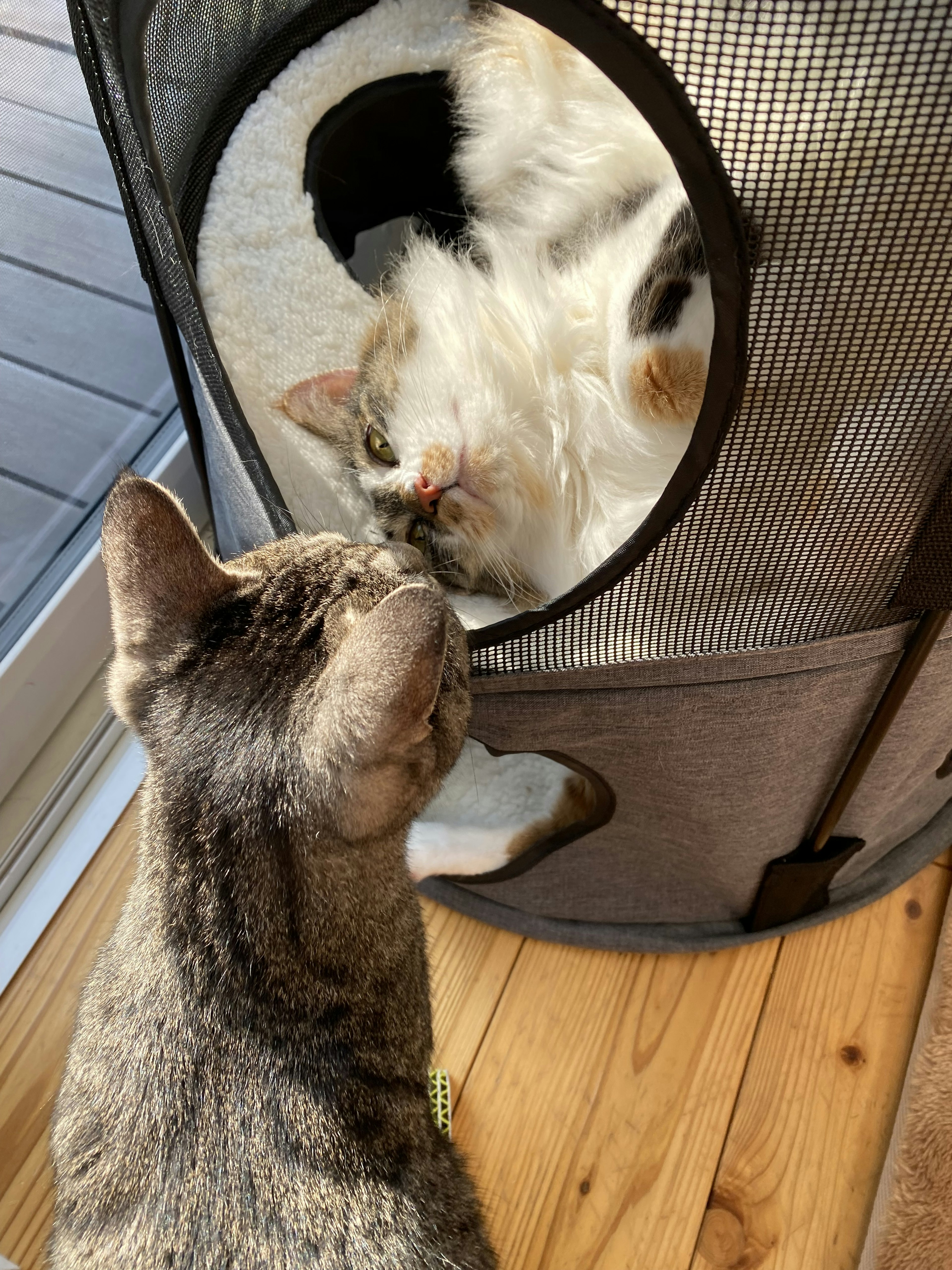 Dos gatos interactuando a través de una abertura circular en una tienda para mascotas