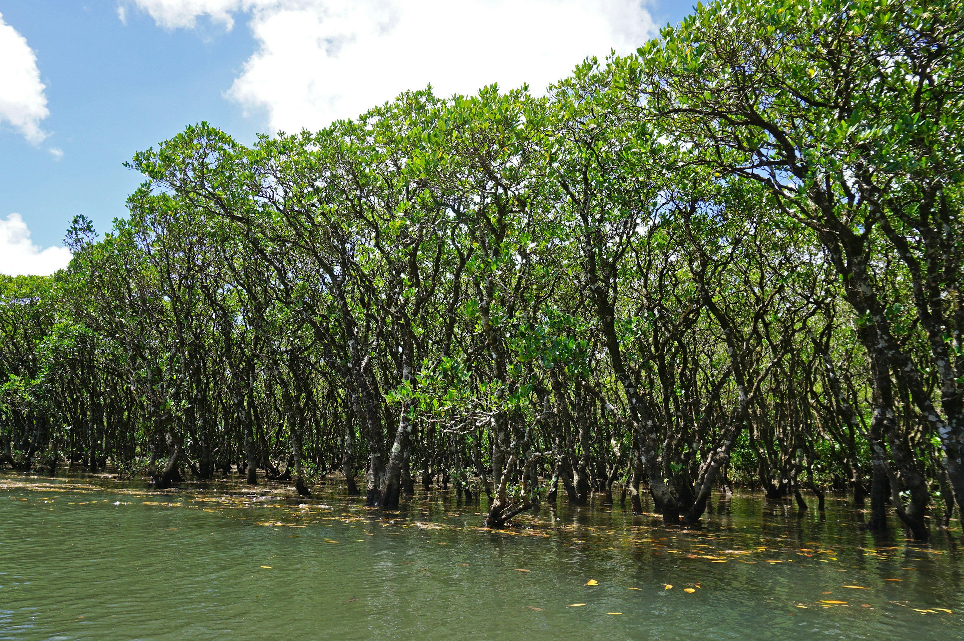 Lush mangrove trees along a calm water surface