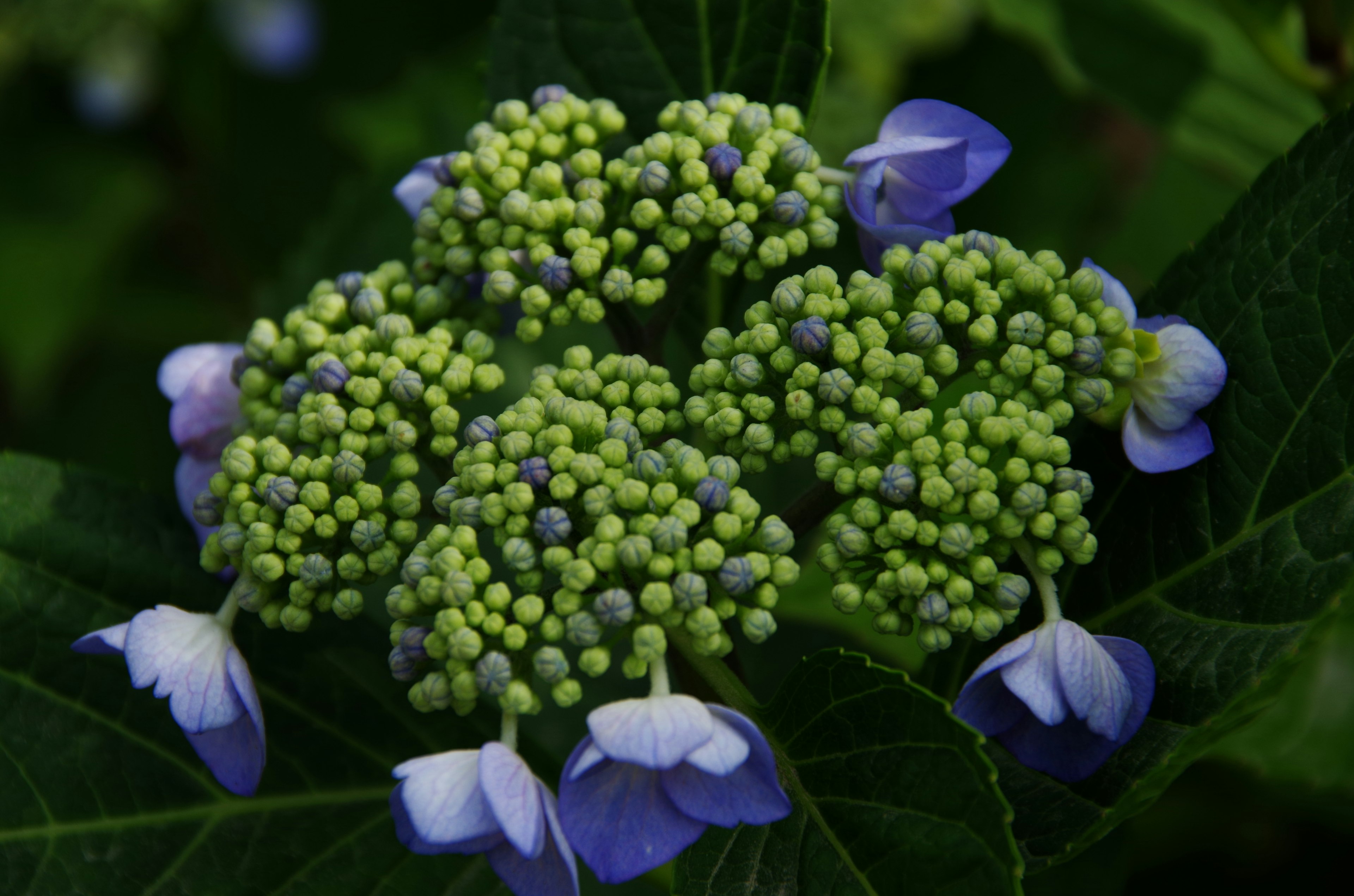 Kumpulan indah tunas hortensia dengan kelopak hijau dan biru