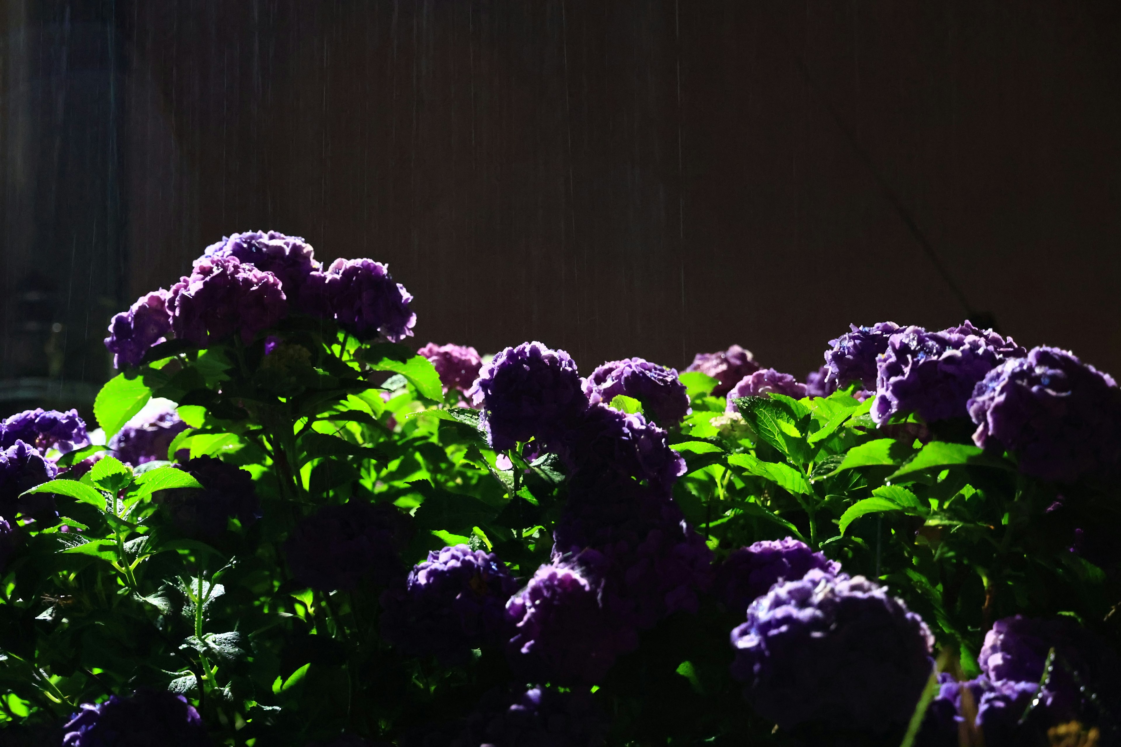 Close-up of vibrant purple flowers with lush green leaves