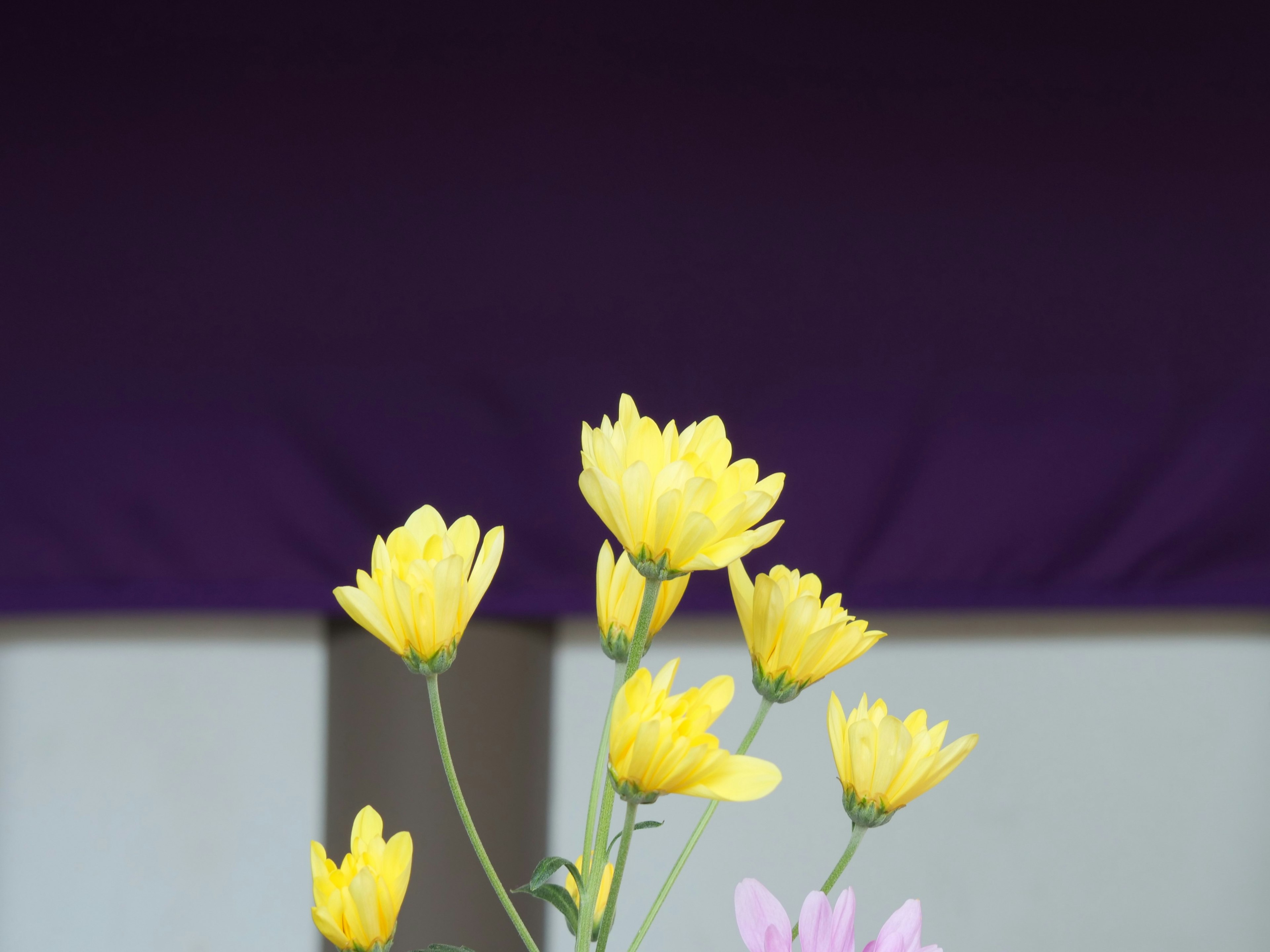 Arreglo de flores amarillas y rosas sobre fondo púrpura