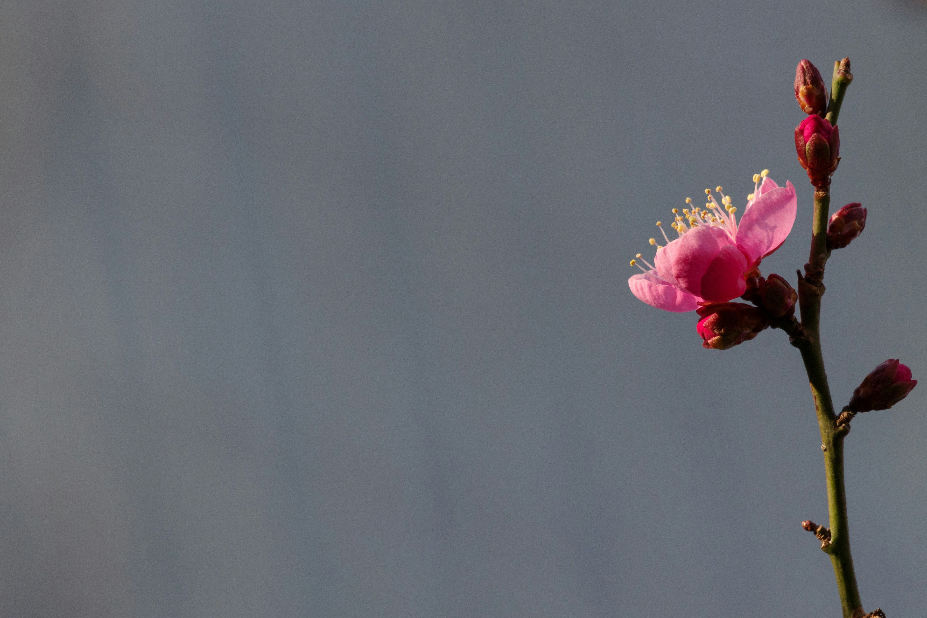 Nahaufnahme eines Zweigs mit einer hellrosa Blüte vor einem verschwommenen grauen Hintergrund