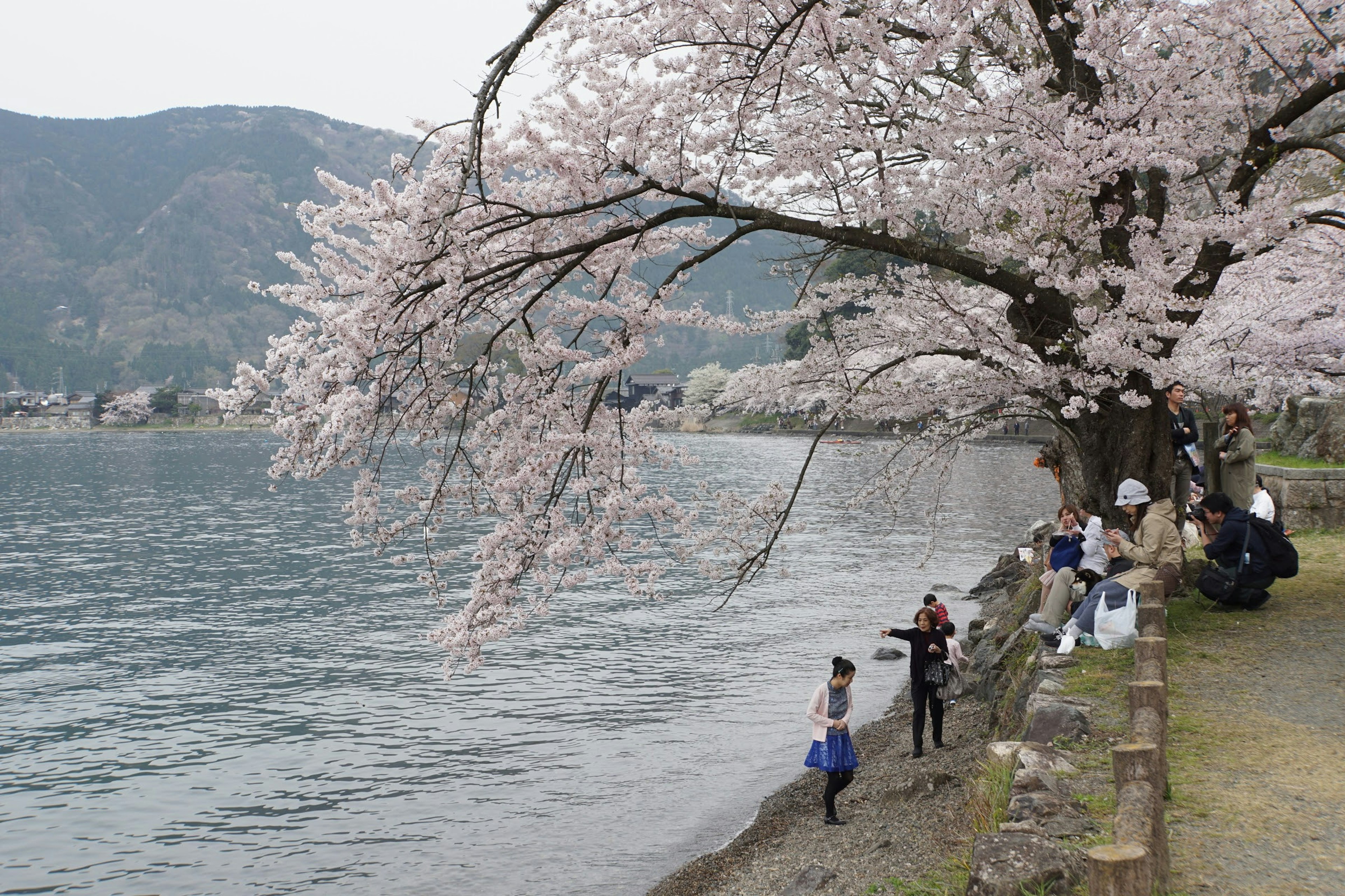 桜の木の下で人々が集まる風景 湖のそばで春の雰囲気を楽しむ