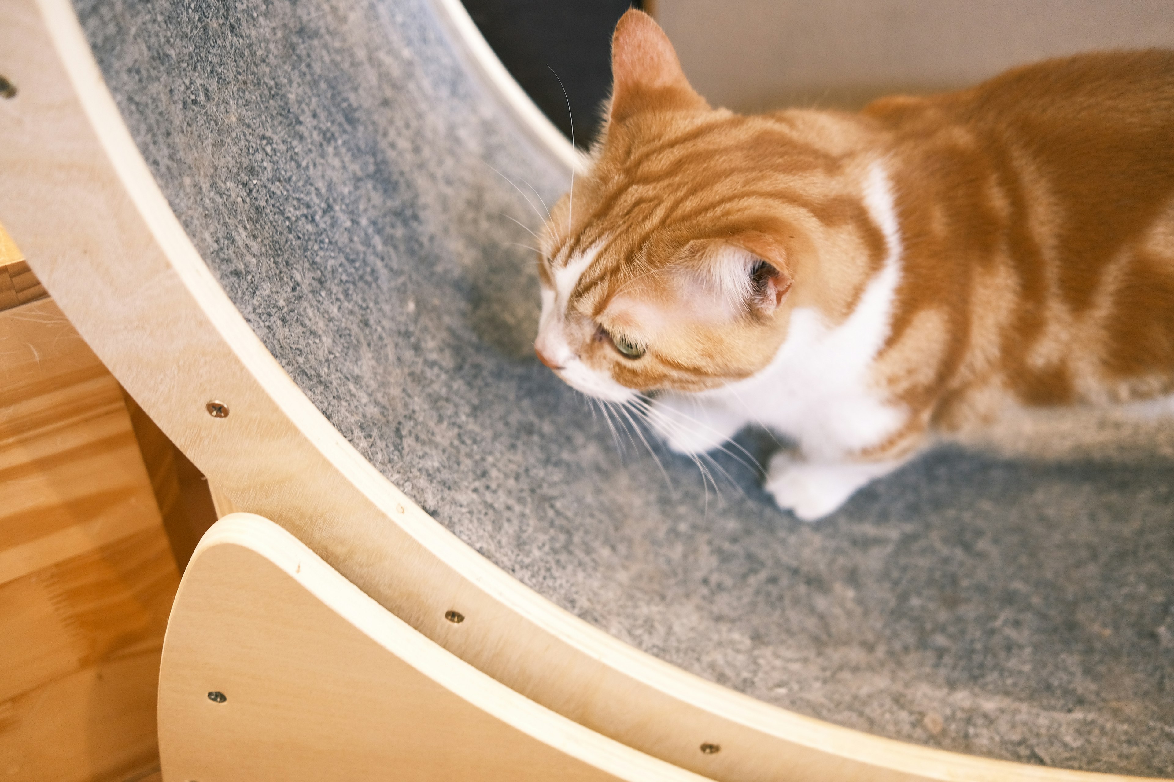 Gatto arancione che cammina su una torre per gatti in legno