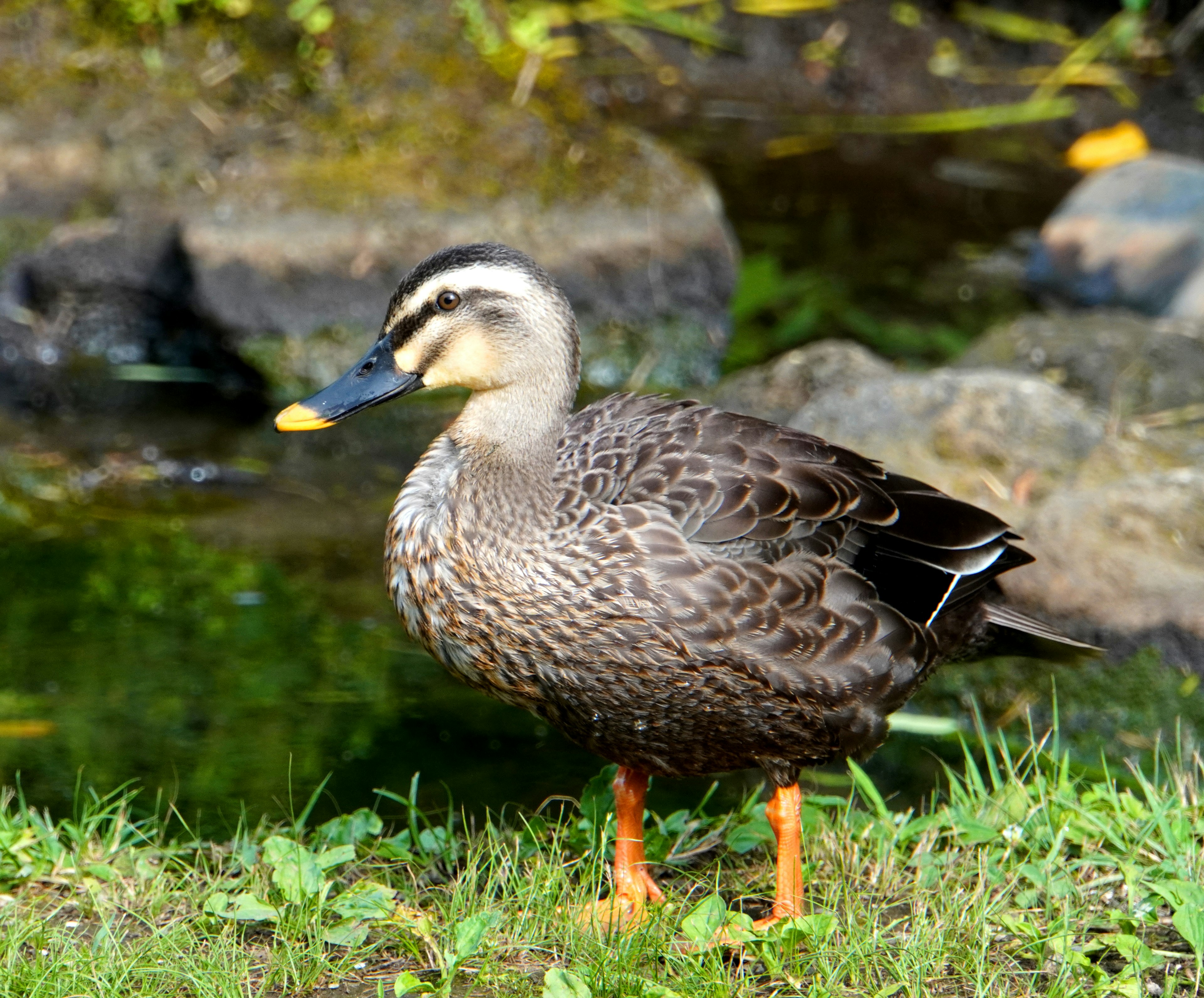 Un'anatra in piedi vicino all'acqua con piume marroni e un motivo