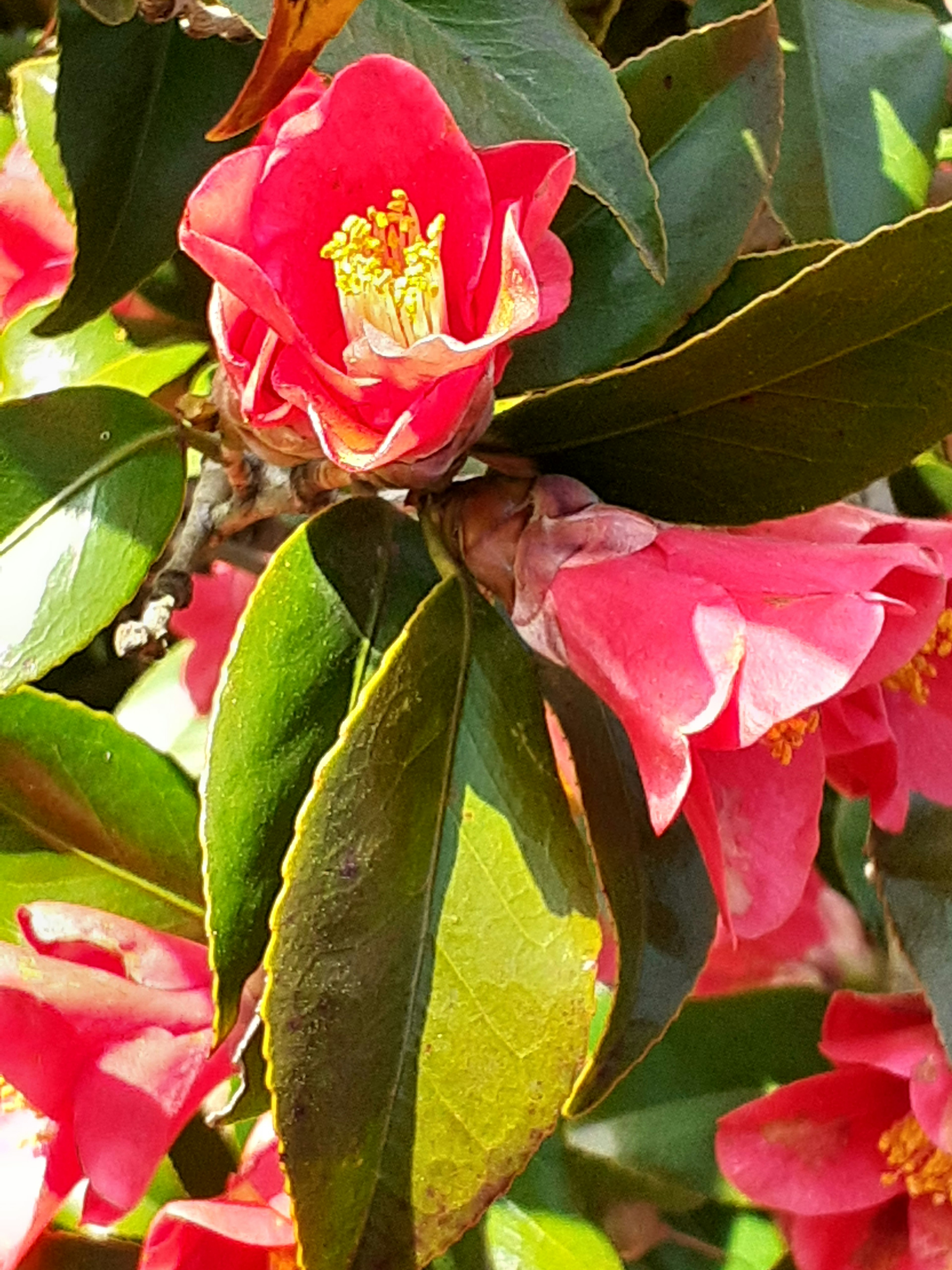 Lebendige rosa Kameliablüten mit grünen Blättern