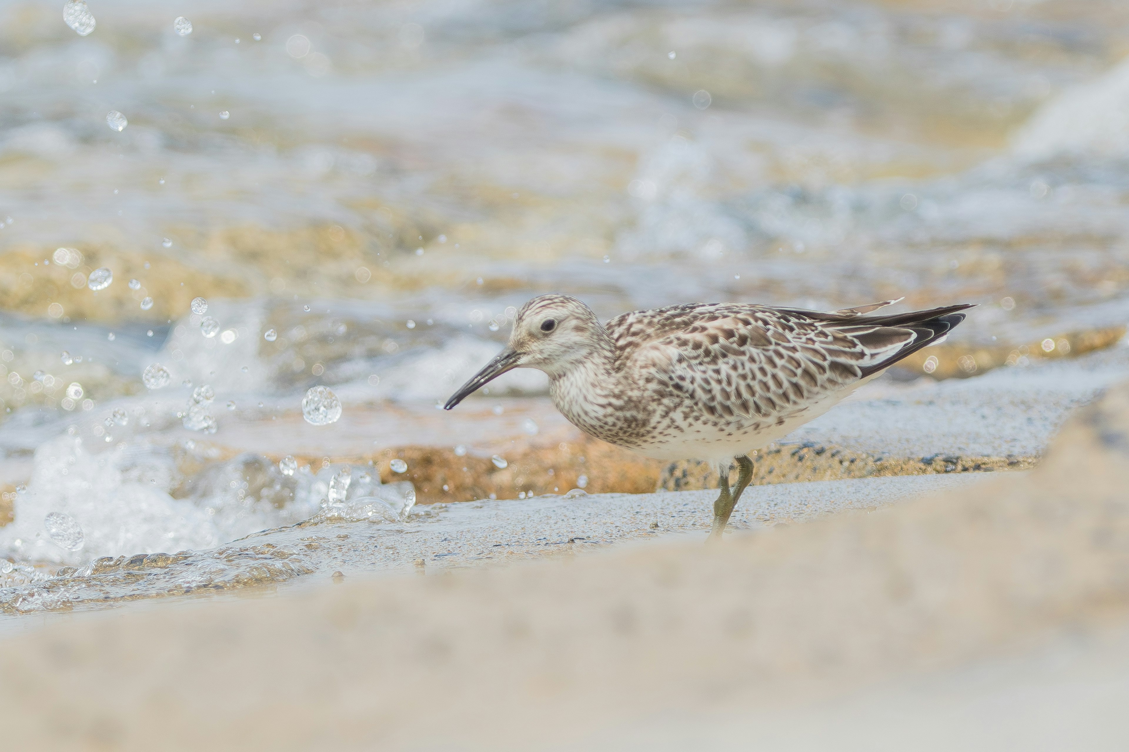 Un piccolo uccello che cammina vicino alle onde su una spiaggia