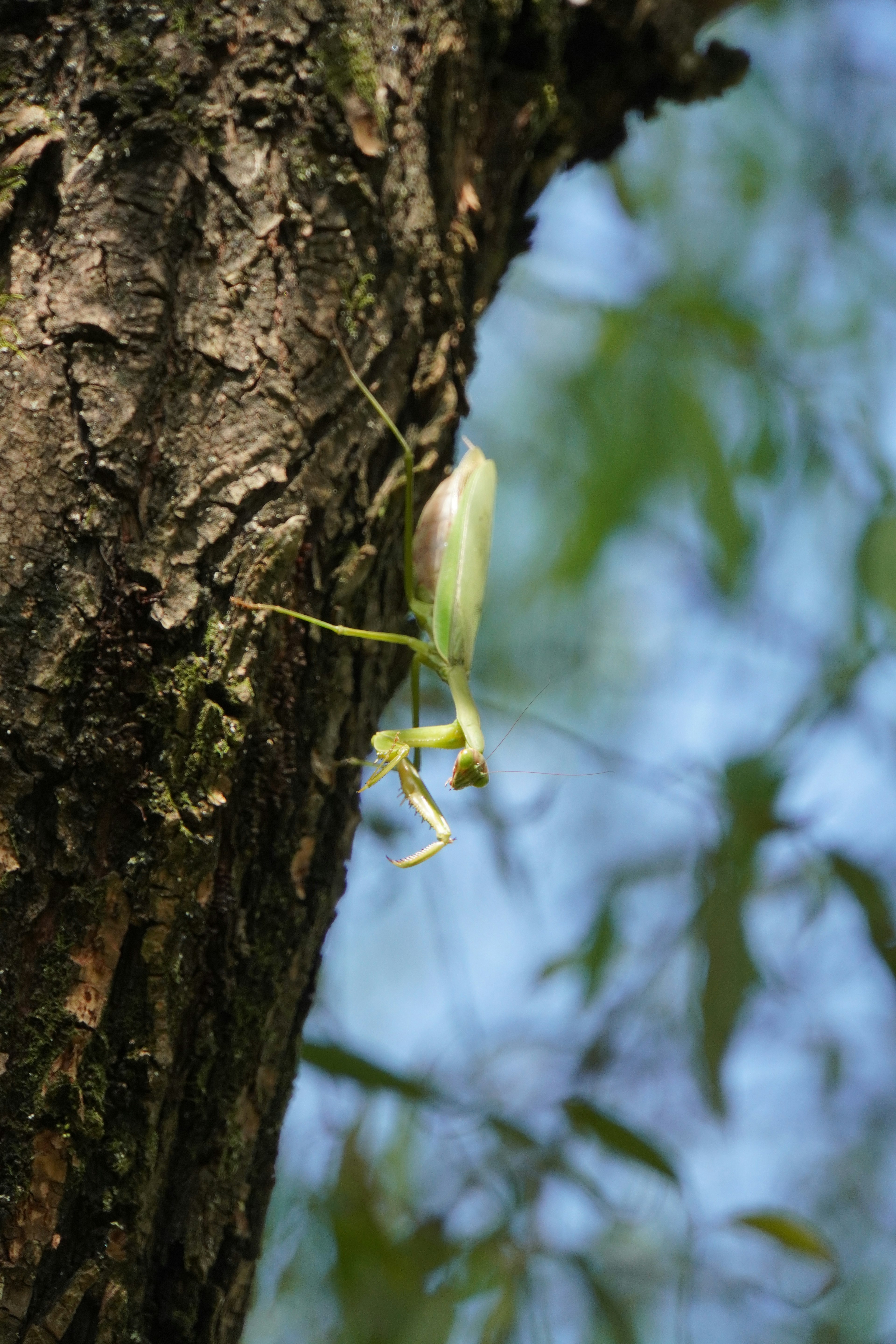 A green grasshopper on a tree trunk with a blue sky and leaves in the background