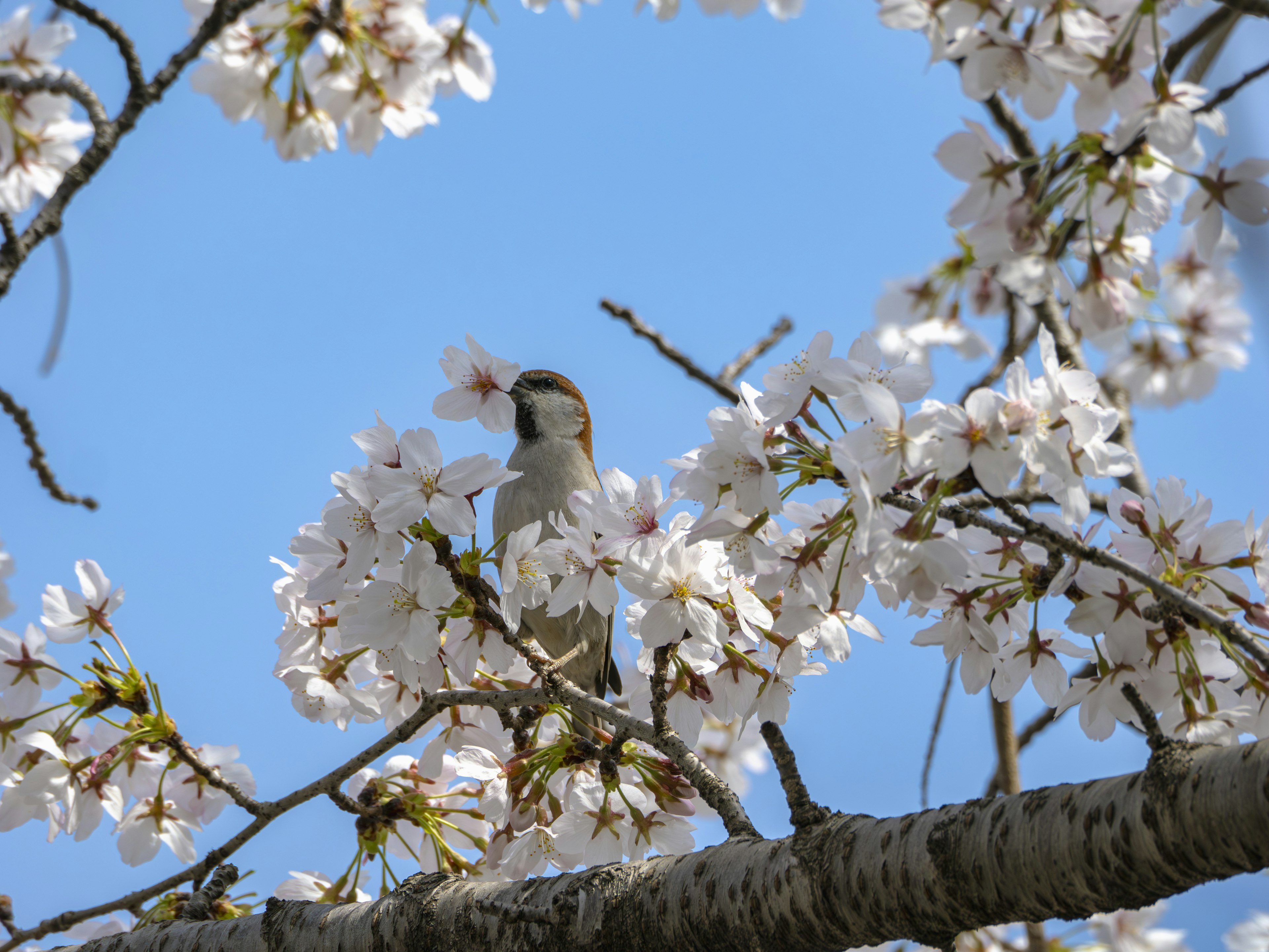 青空の下で桜の花に囲まれた小鳥