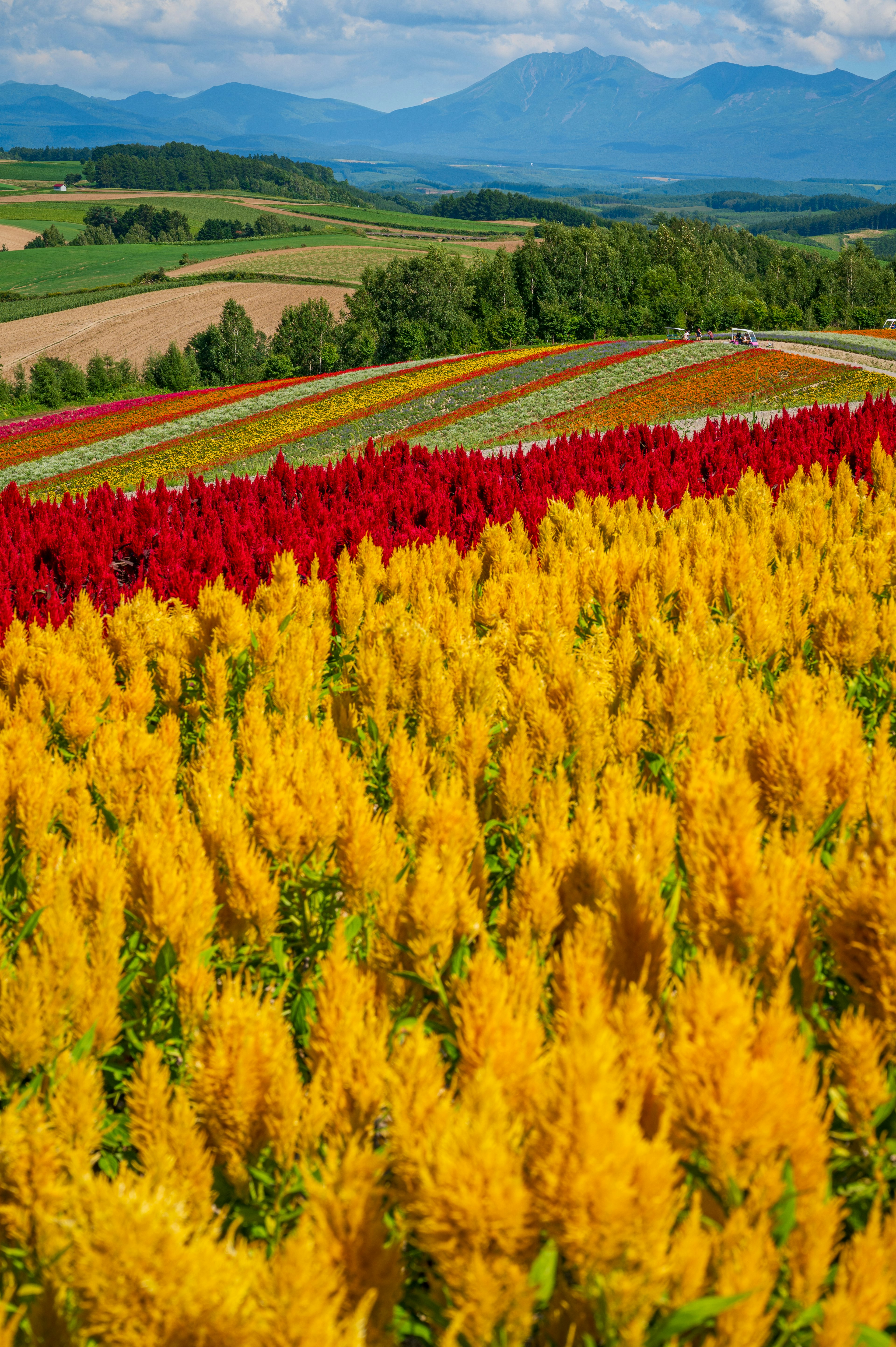 色とりどりの花畑が広がる風景 黄色 赤 色鮮やかな花々と遠くの山々