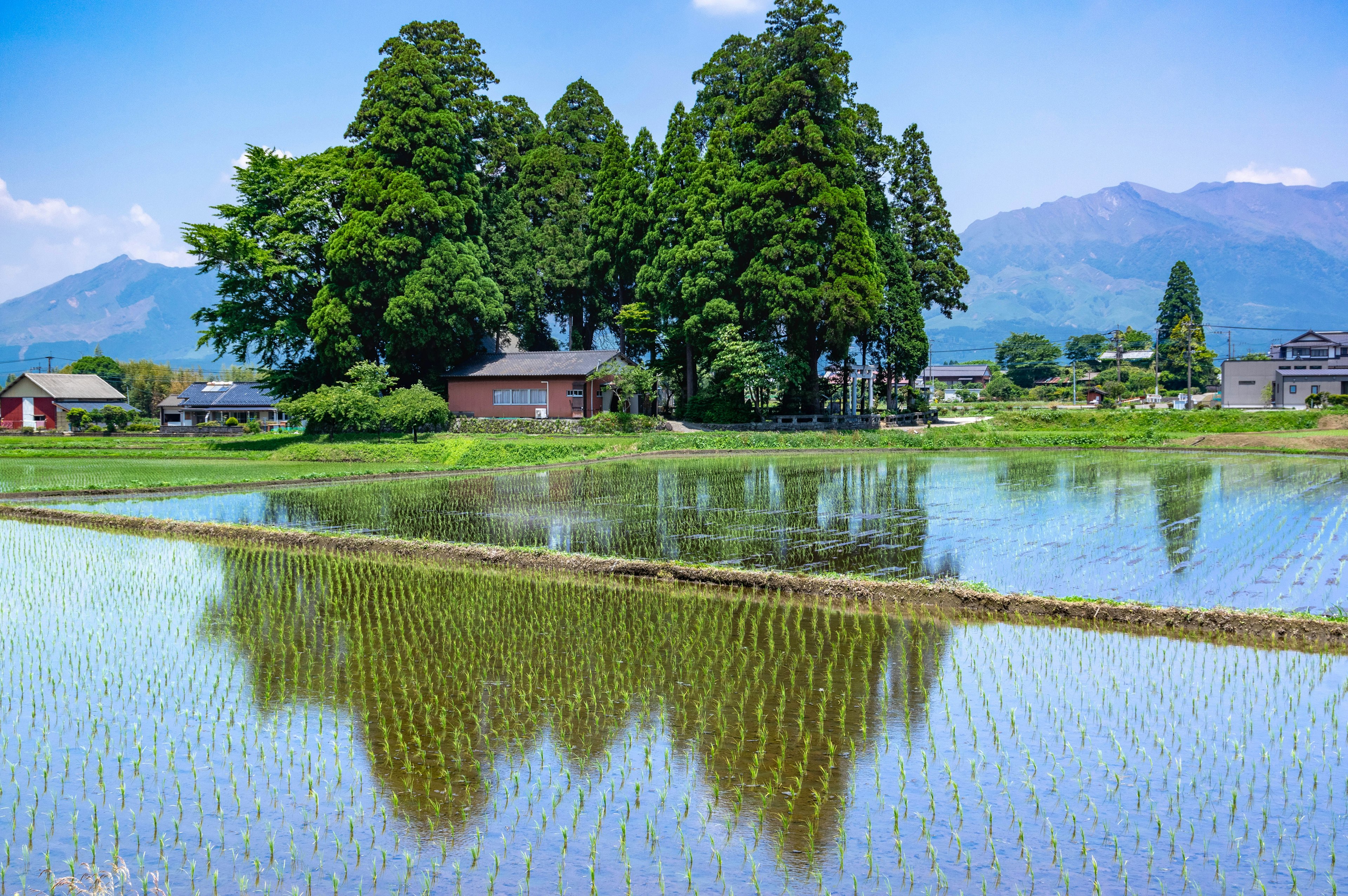 Scenic view of large trees and houses surrounded by rice fields and blue sky