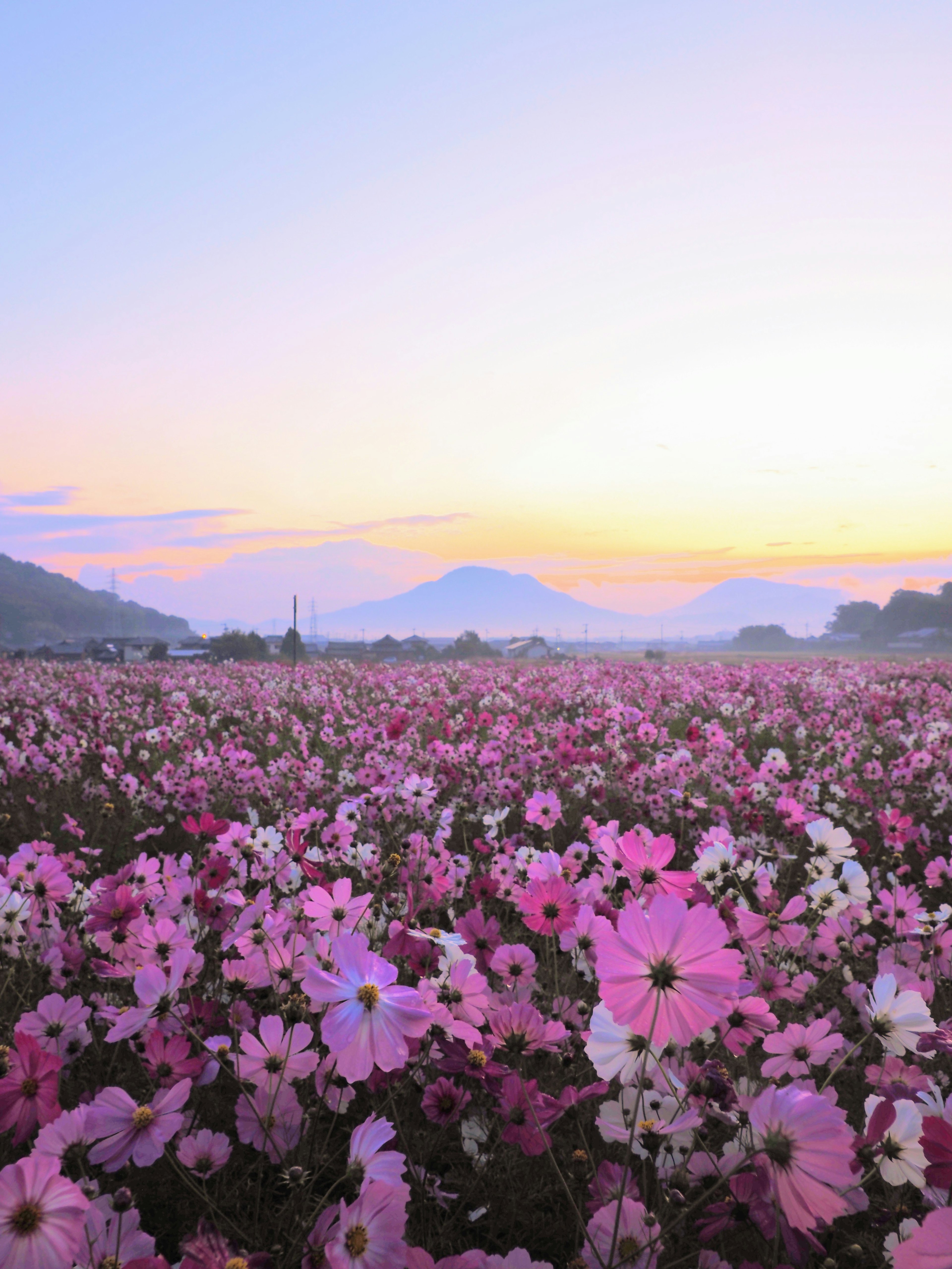 Amplio campo de flores de cosmos con un hermoso amanecer