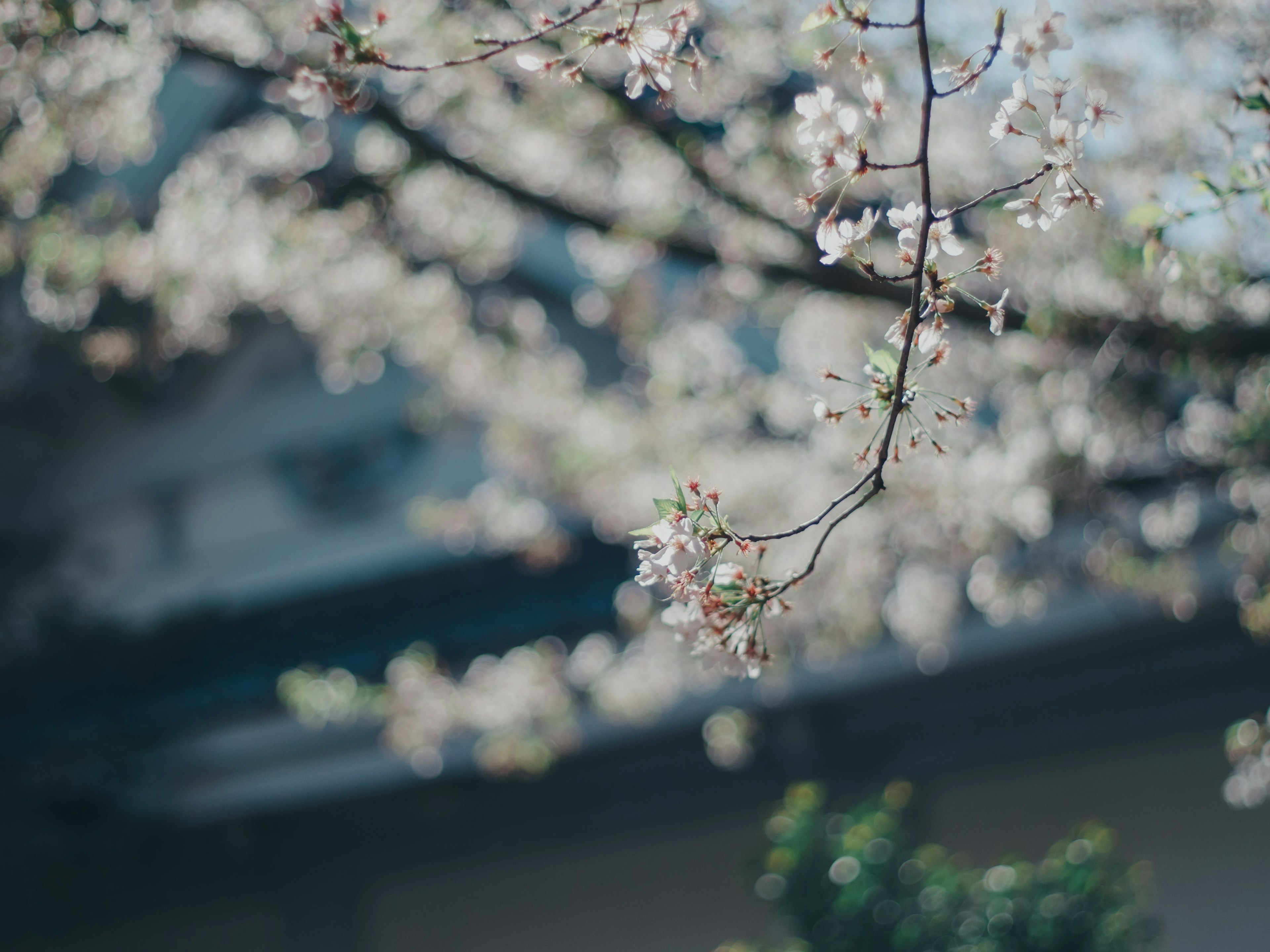 Acercamiento de ramas de cerezo en flor con fondo desenfocado de un edificio
