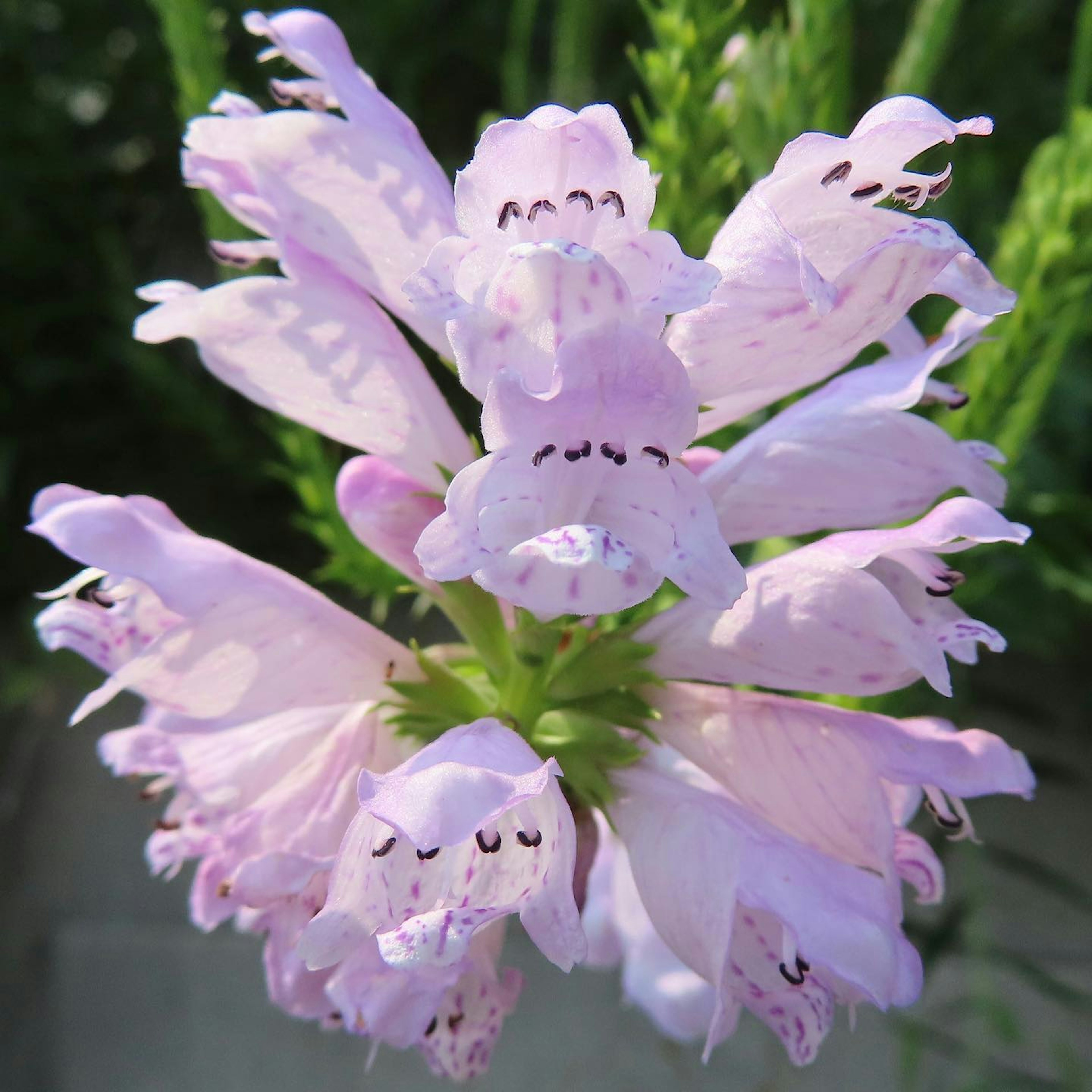 Nahaufnahme einer einzigartigen Blume mit blassen rosa Blütenblättern