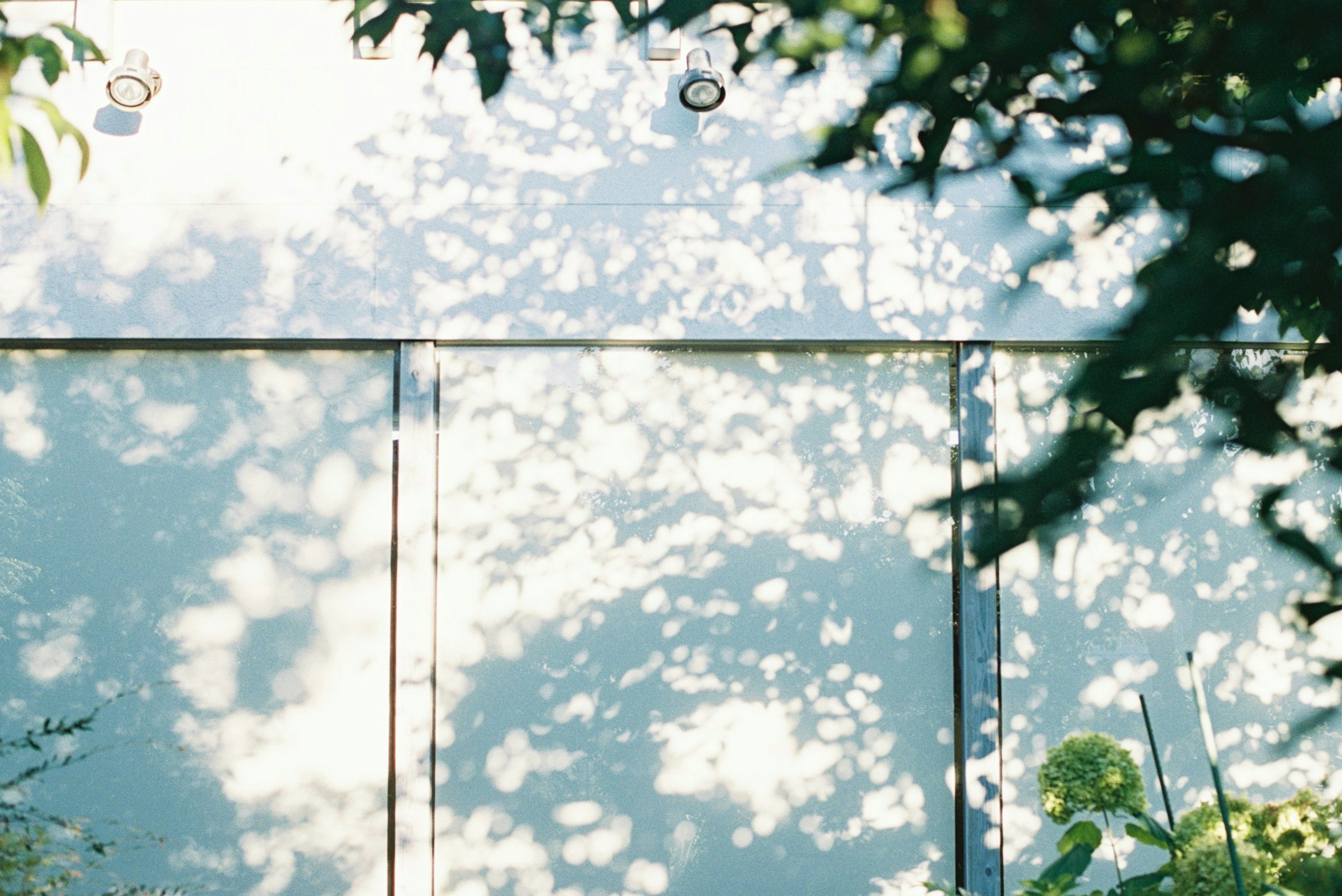 Sombras de árboles proyectadas sobre una pared azul con luz natural